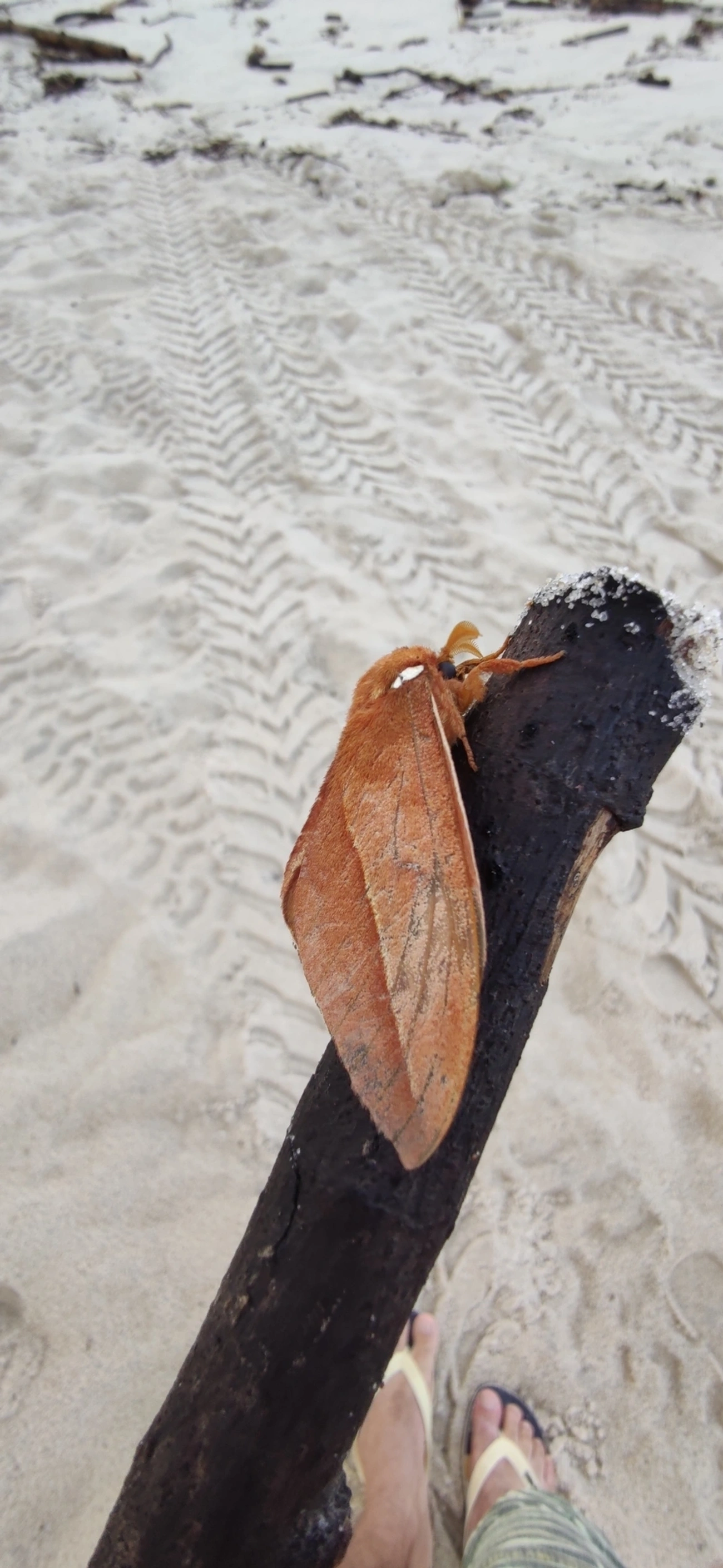 Mariposa-olho-de-coruja (Pseudautomeris brasiliensis), insetos, fotografado em Maresias, São Sebastião