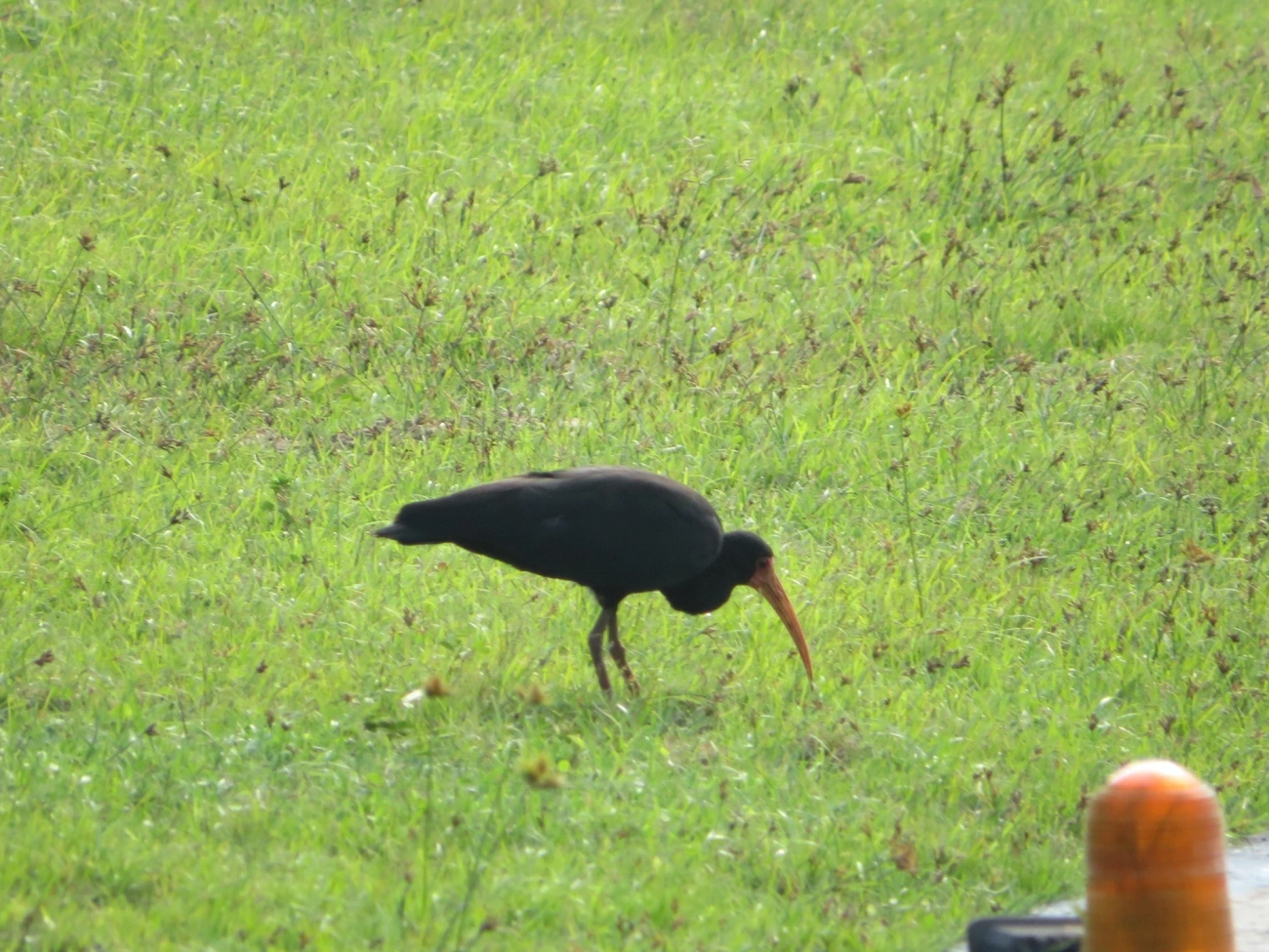 Tapicuru (Phimosus infuscatus), aves, fotografado em Maresias, São Sebastião