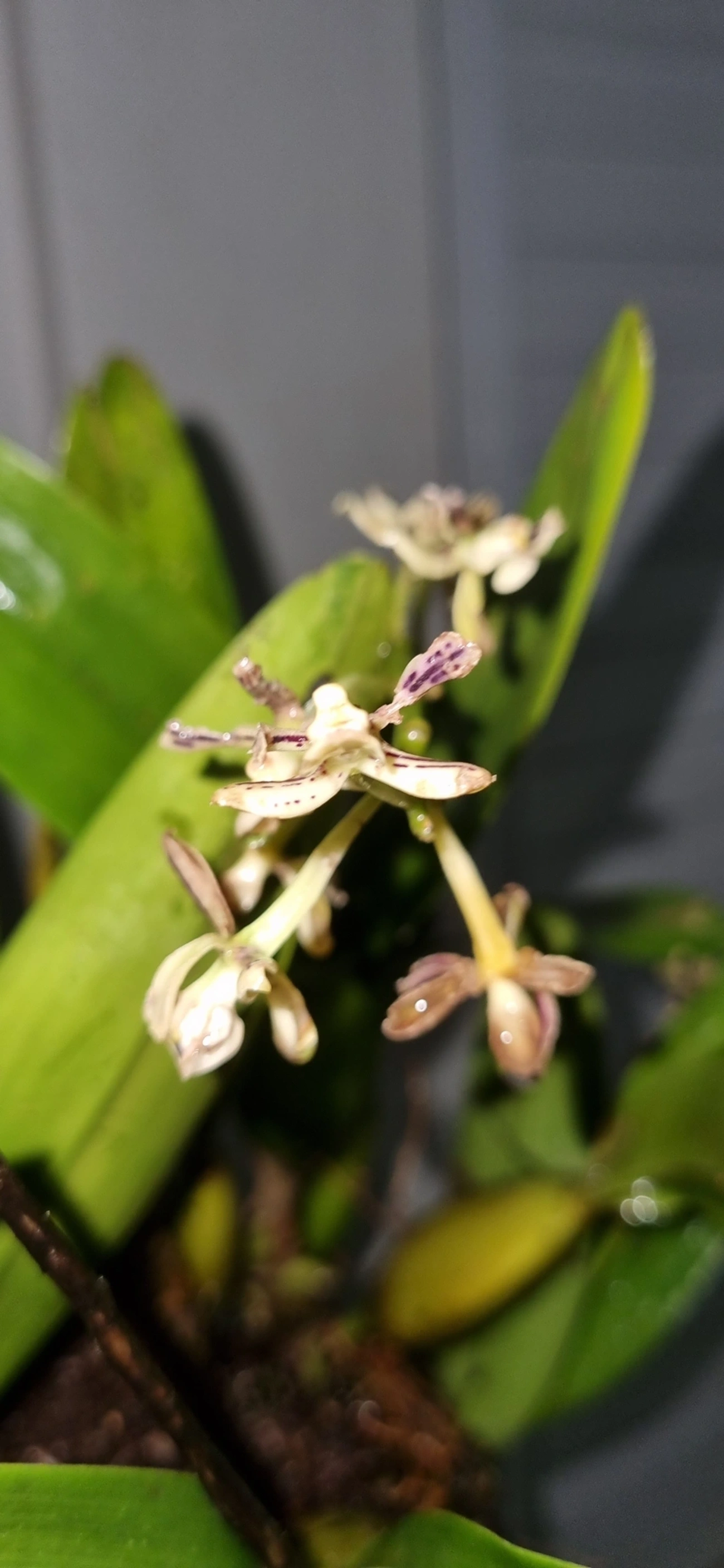 Orquídea-vespa (Prosthechea vespa), plantas, fotografado em Maresias, São Sebastião