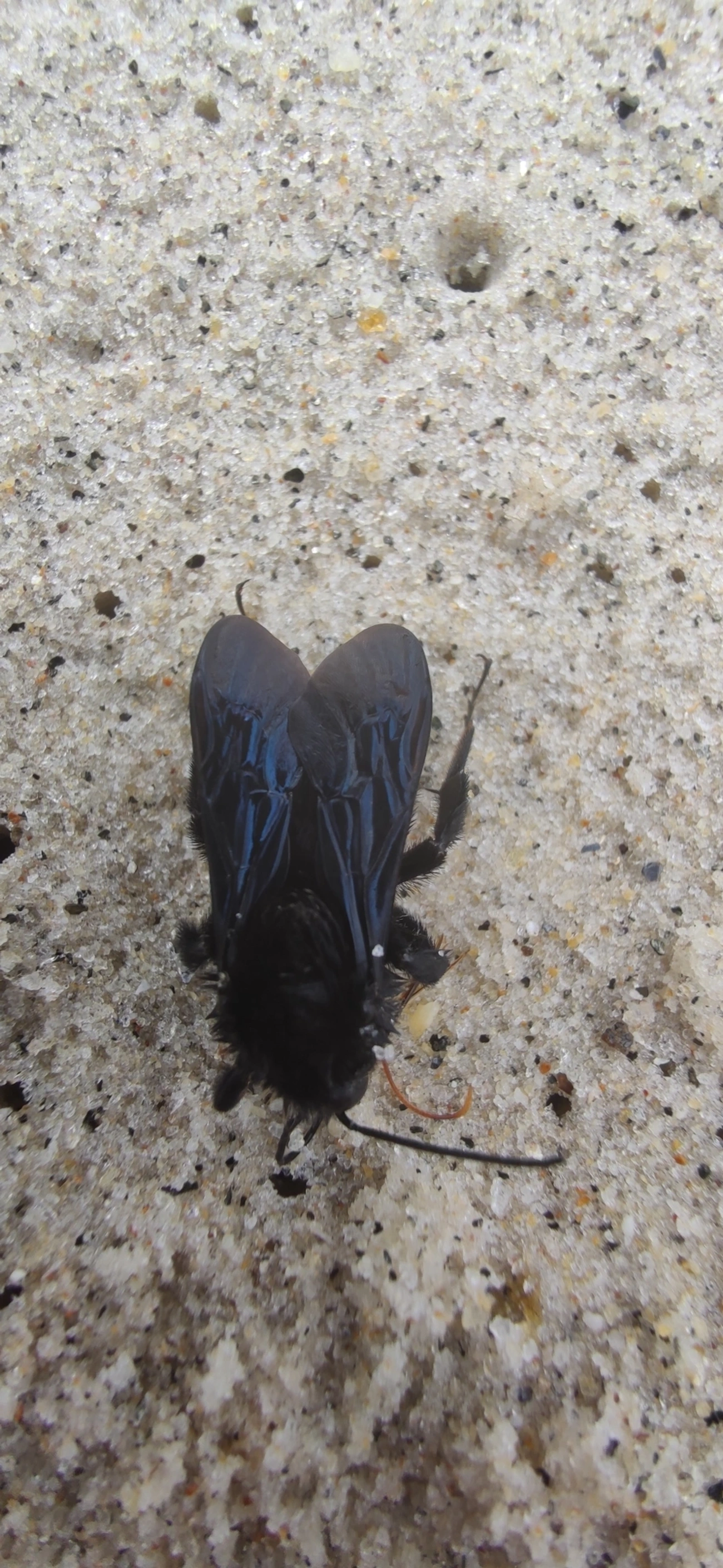 Thoracobombus, insetos, fotografado em Maresias, São Sebastião