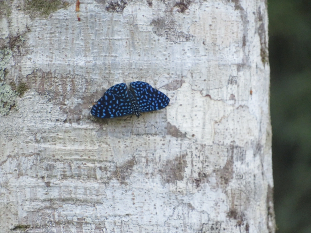 Borboleta-Pororó-Azul (Hamadryas arete), insetos, fotografado em Maresias, São Sebastião