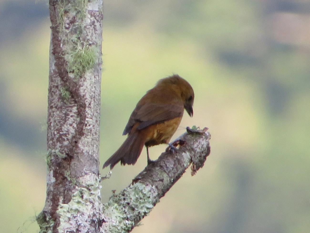 Tiê-galo (Loriotus cristatus), aves, fotografado em Maresias, São Sebastião
