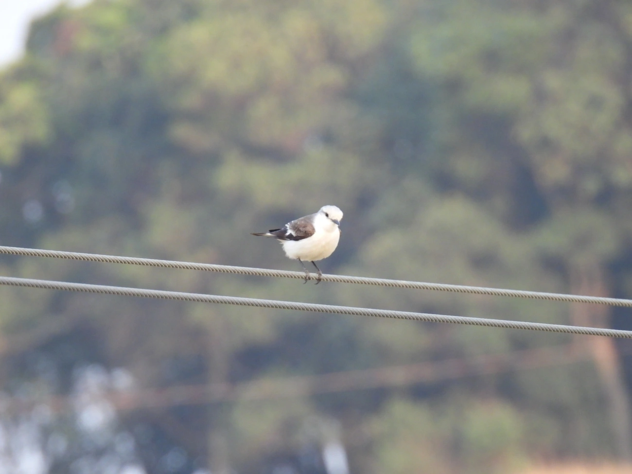 Noivinha-Branca (Xolmis velatus), aves, fotografado em Socorro