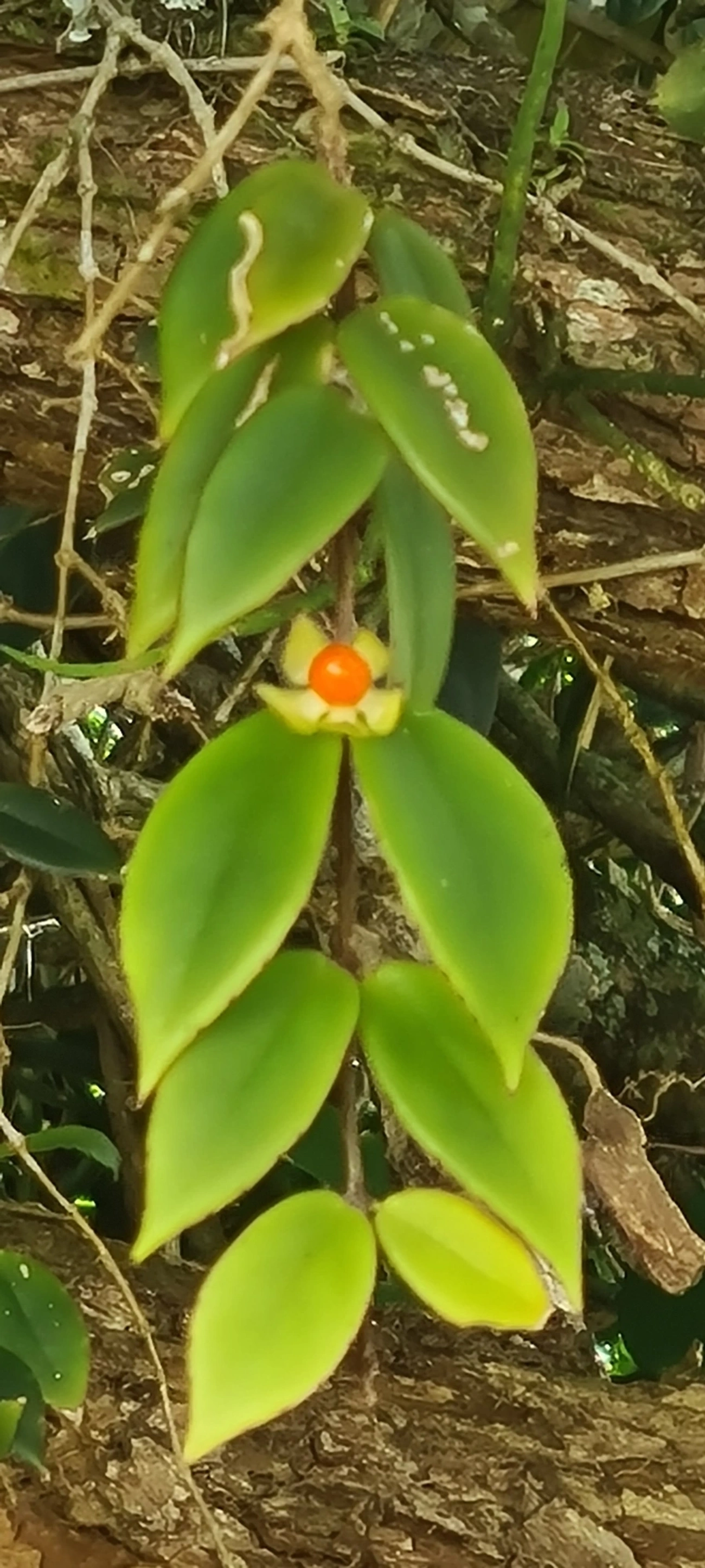 Codonanthe gracilis, plantas, fotografado em Maresias, São Sebastião