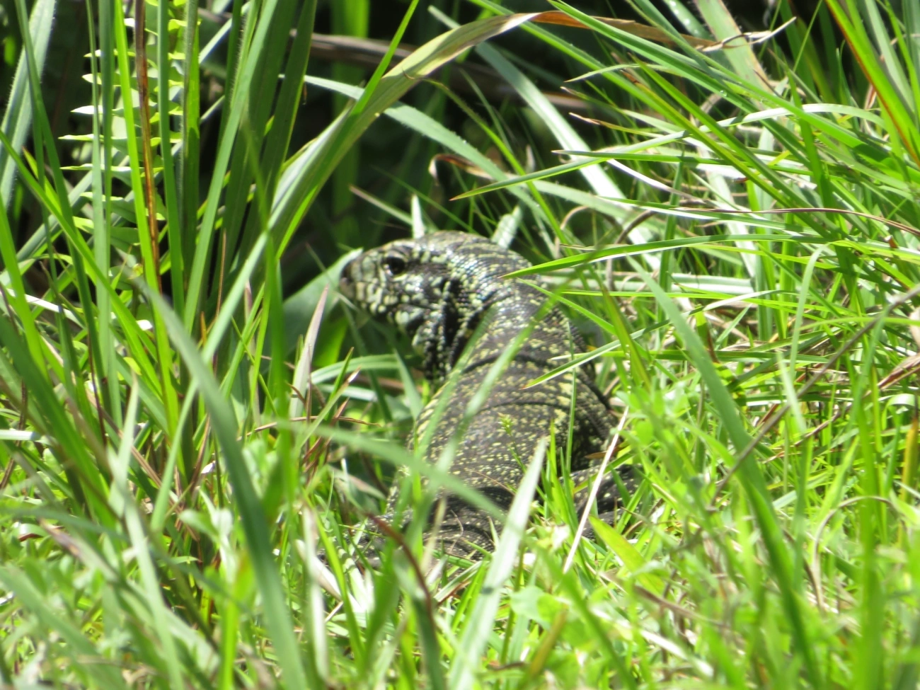 Teiú (Salvator merianae), répteis, fotografado em Calhetas, São Sebastião