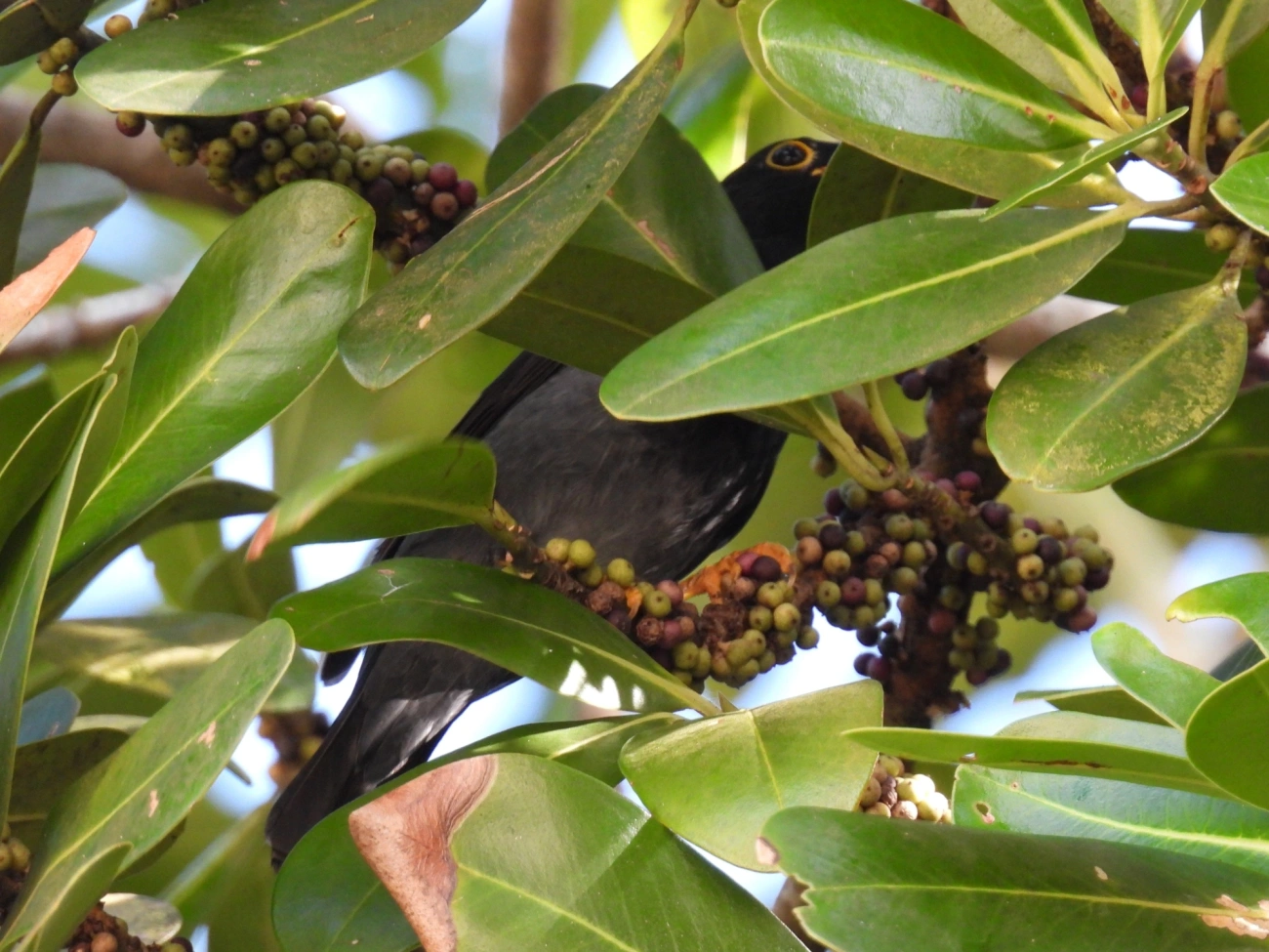 Sabiá-una (Turdus flavipes), aves, fotografado em Maresias, São Sebastião