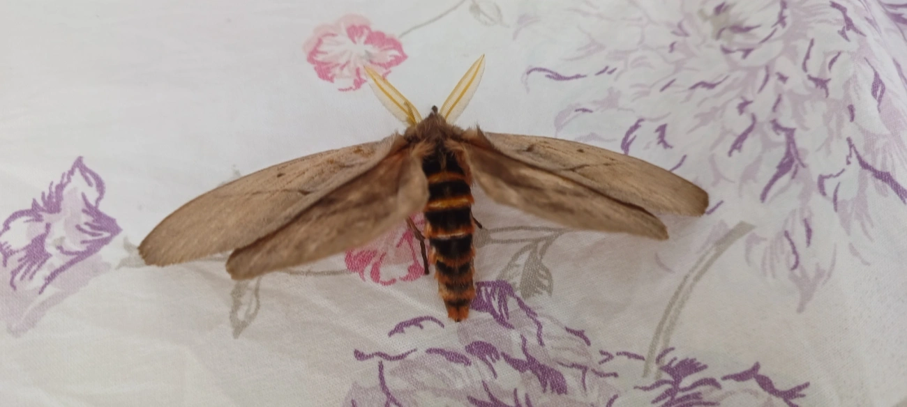 Periphoba, insetos, fotografado em Maresias, São Sebastião