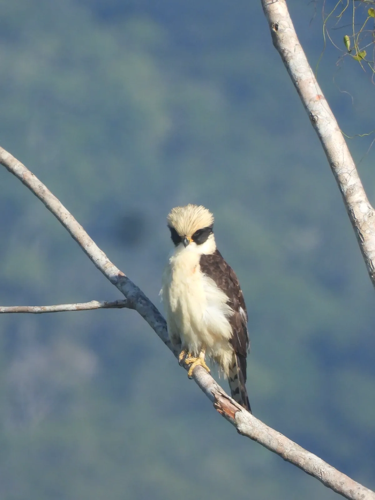 Acauã (Herpetotheres cachinnans), aves, fotografado em Maresias, São Sebastião