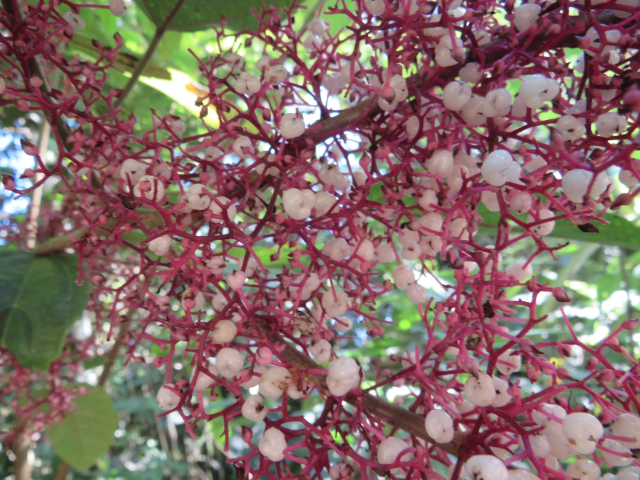 Urtiga-brava (Urera baccifera), plantas, fotografado em Maresias, São Sebastião