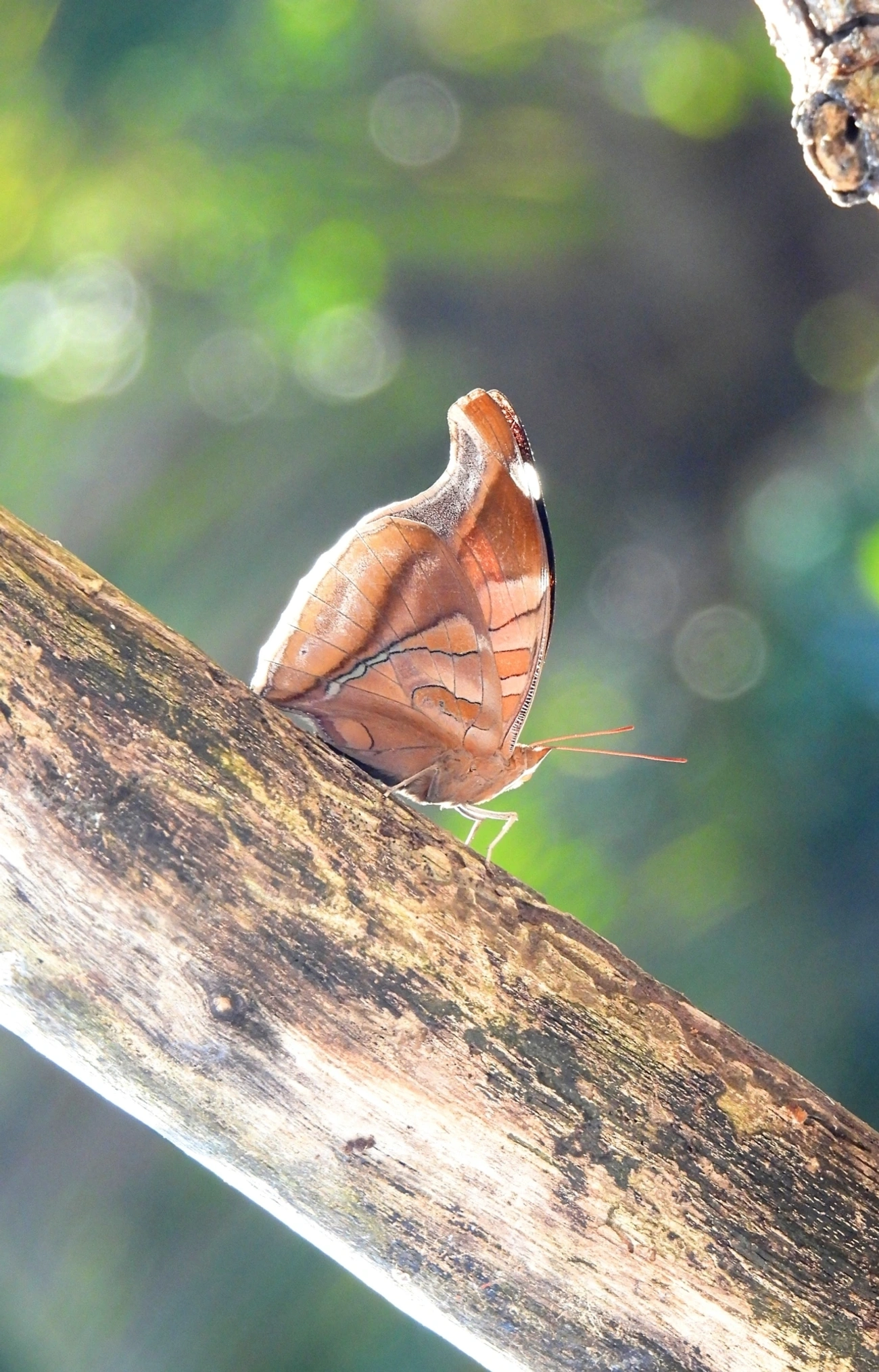 Historis odius, insetos, fotografado em Maresias, São Sebastião