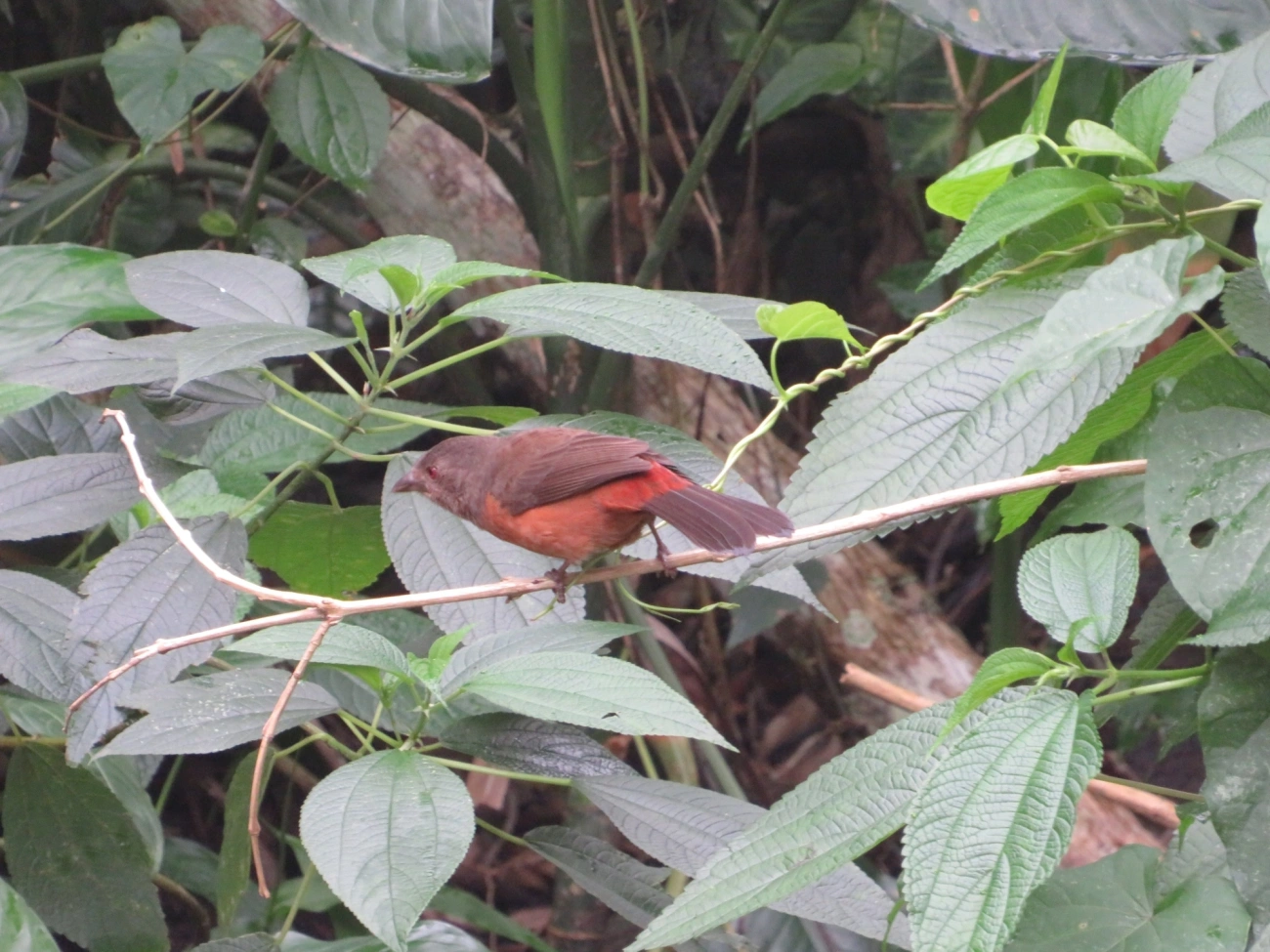 Tiê-sangue (Ramphocelus bresilius), aves, fotografado em Maresias, São Sebastião