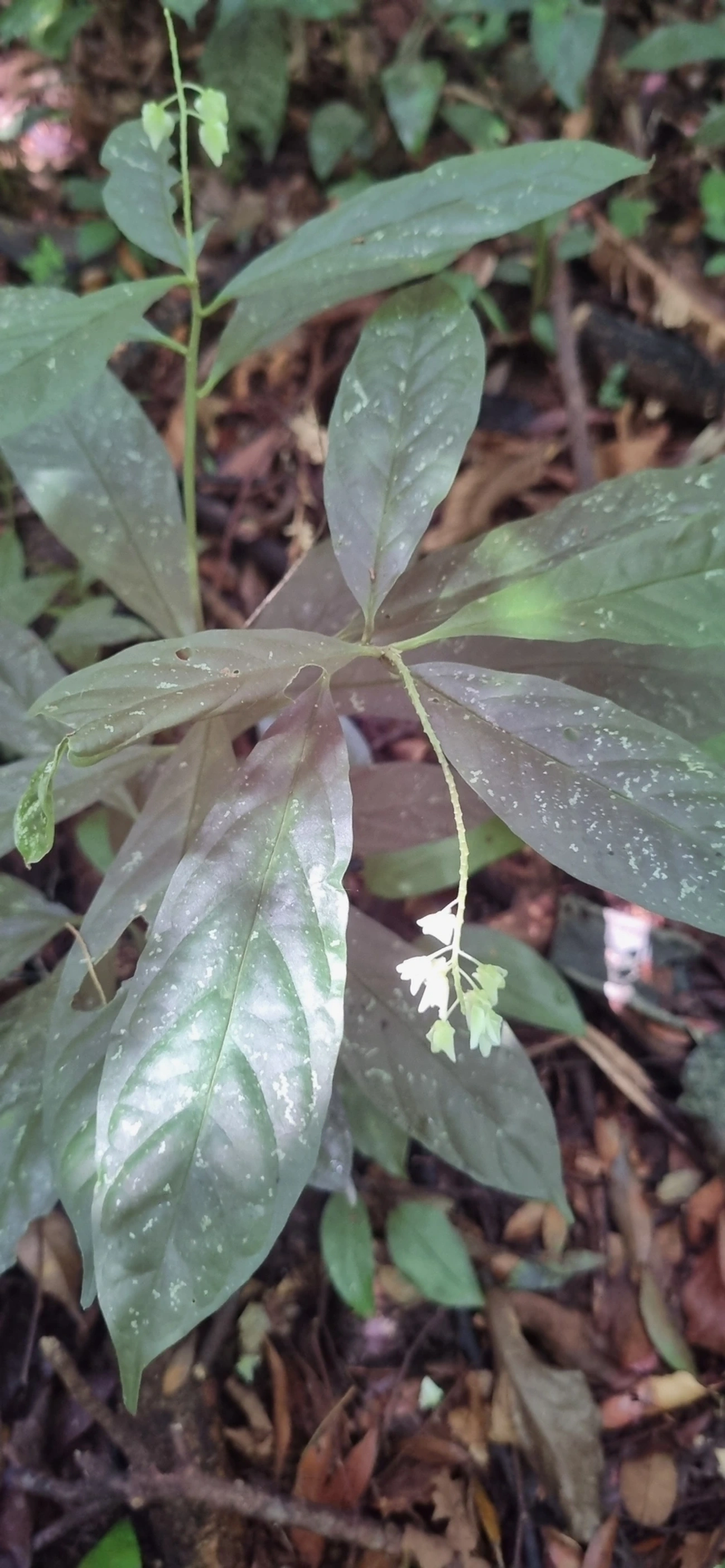 Plantas (Plantae), plantas, fotografado em Maresias, São Sebastião