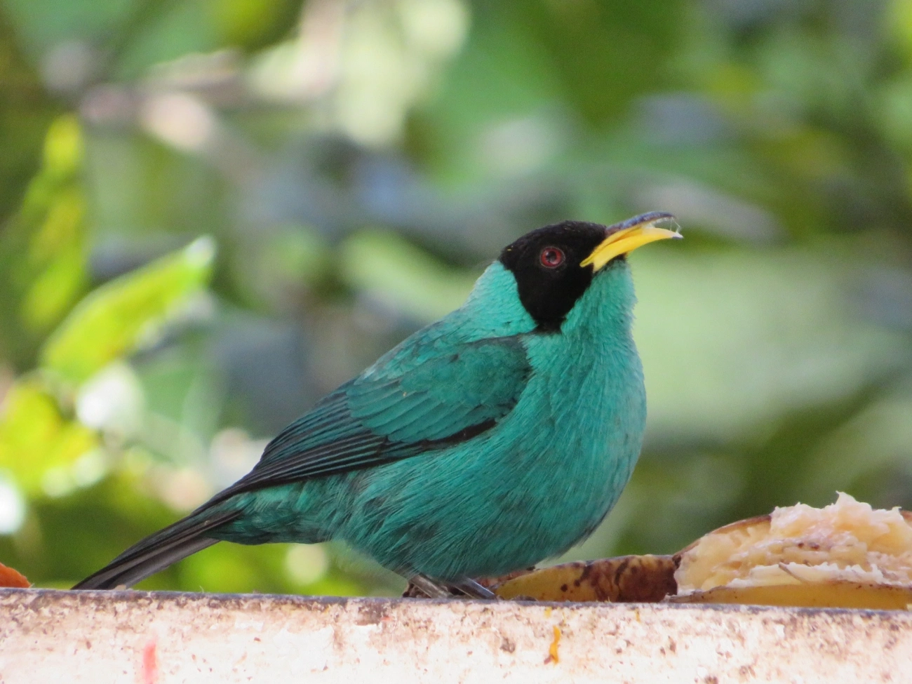 Saí-verde (Chlorophanes spiza), aves, fotografado em Maresias, São Sebastião