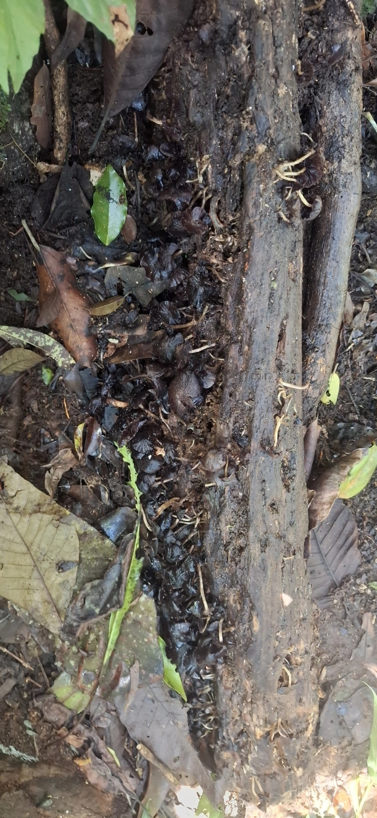 Cogumelos Lamelados (Agaricales), fungos, fotografado em Enxovas, Ilhabela