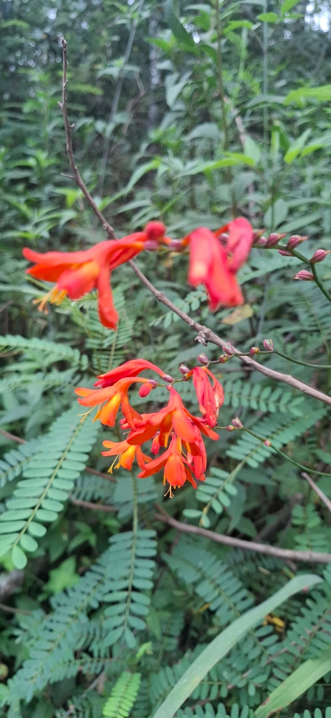 Flor-de-São-João (Pyrostegia venusta), plantas, fotografado em Pedra Selada