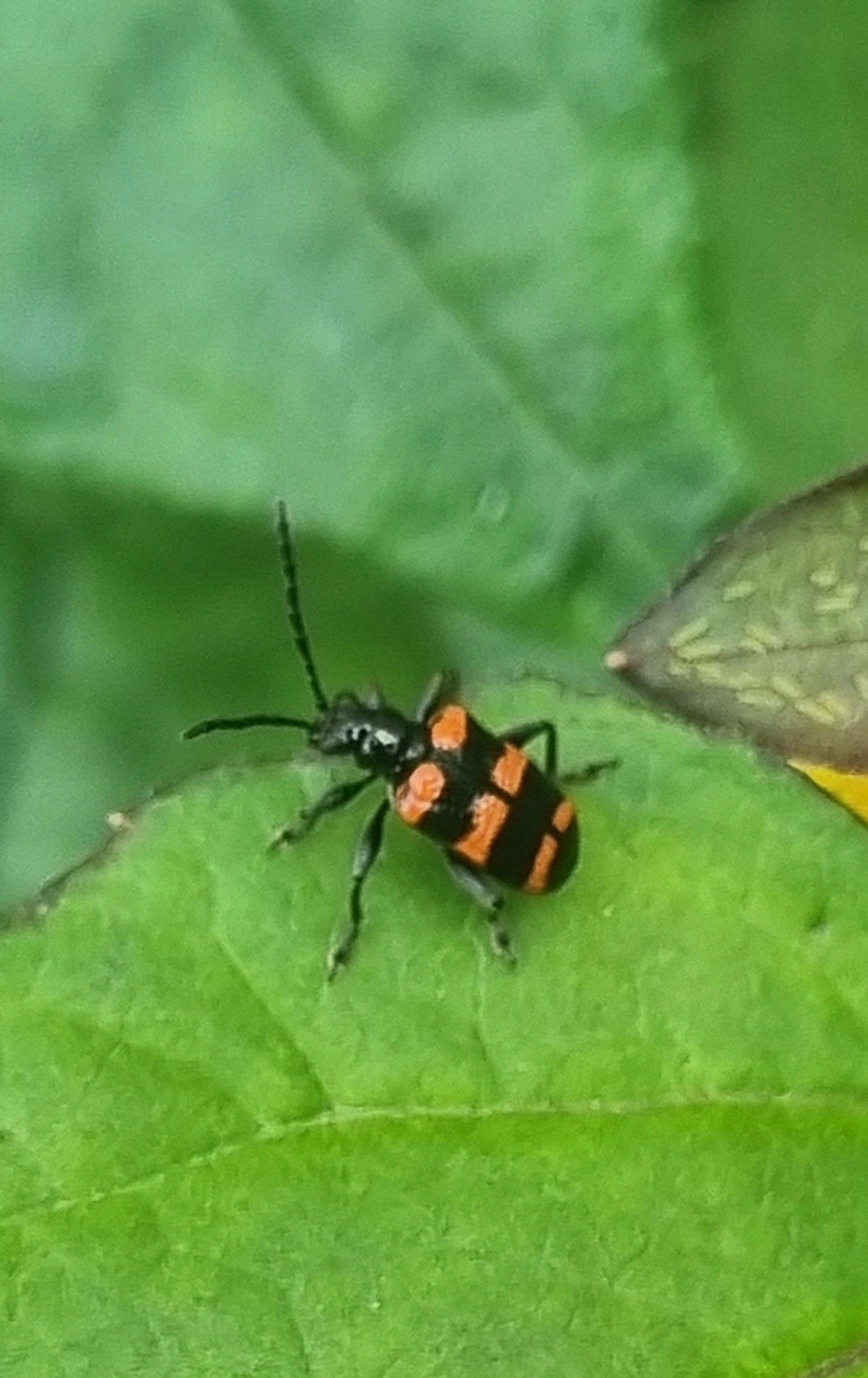 Besouro-das-folhas (Neolema fasciata), insetos, fotografado em Maresias, São Sebastião