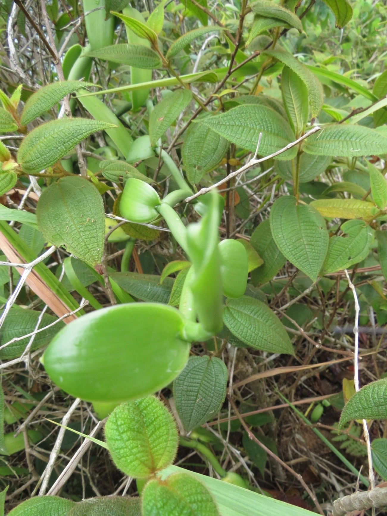 Baunilha (Vanilla chamissonis), plantas, fotografado em Indaiá, Caraguatatuba