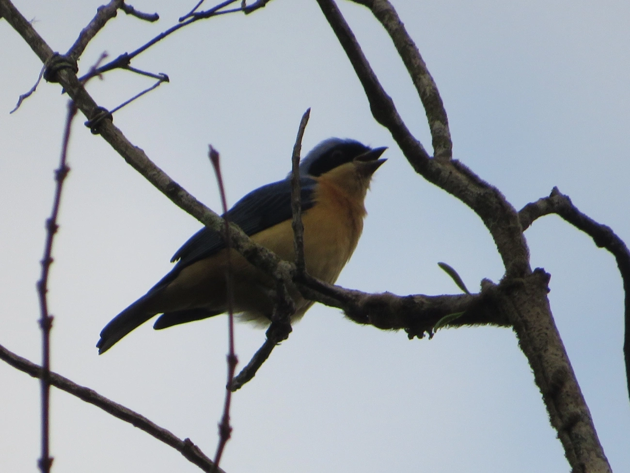 Saíra-Viúva (Pipraeidea melanonota), aves, fotografado em Maresias, São Sebastião