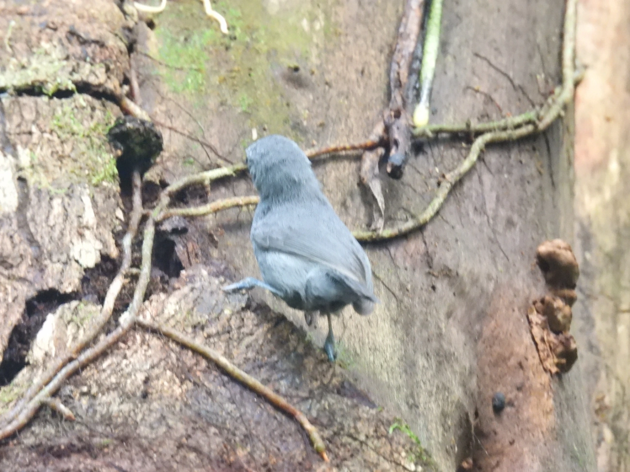 Choquinha-Cinzenta (Myrmotherula unicolor), aves, fotografado em Maresias, São Sebastião