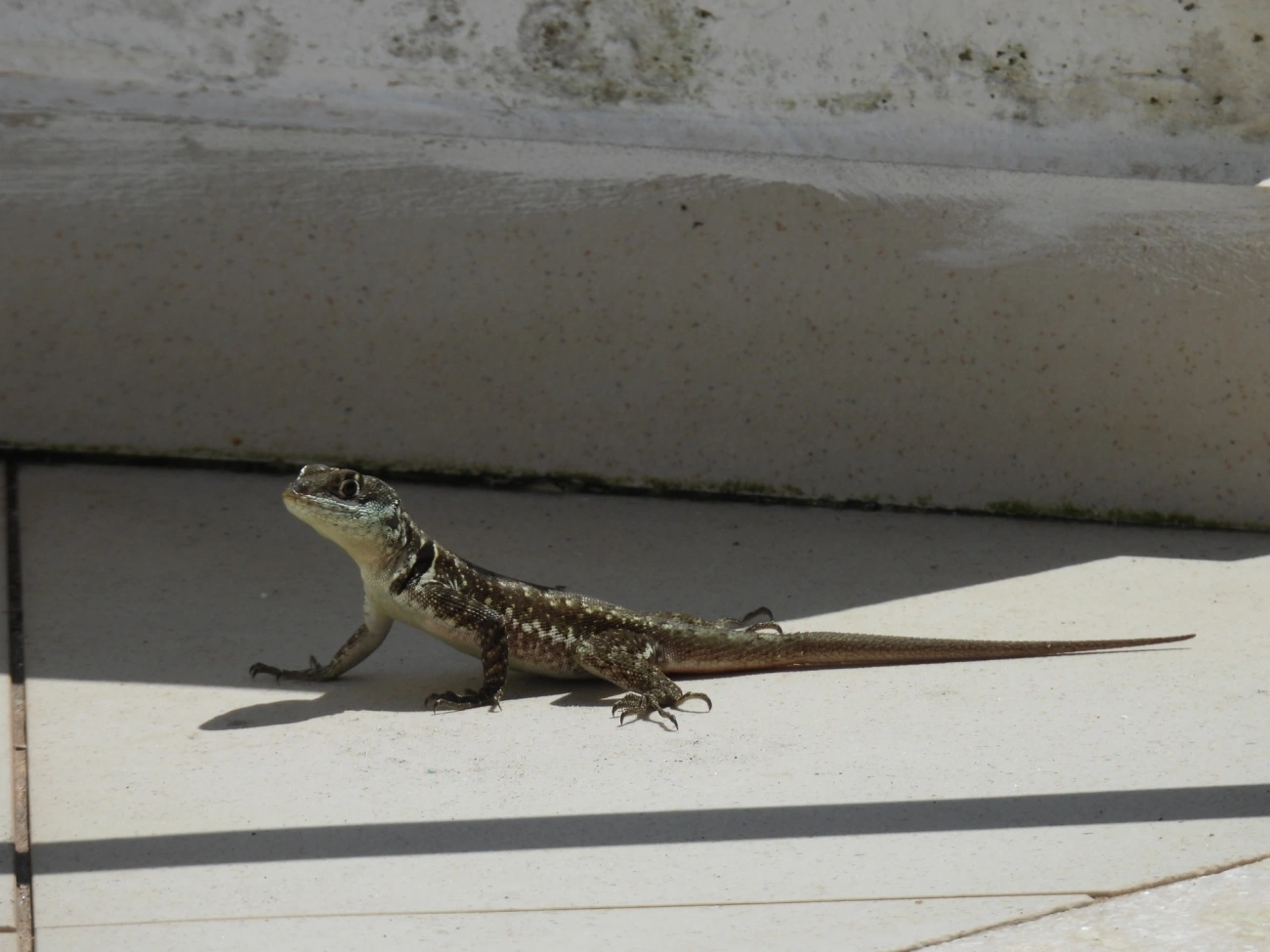 Calangos (Tropidurus), répteis, fotografado em Maresias, São Sebastião