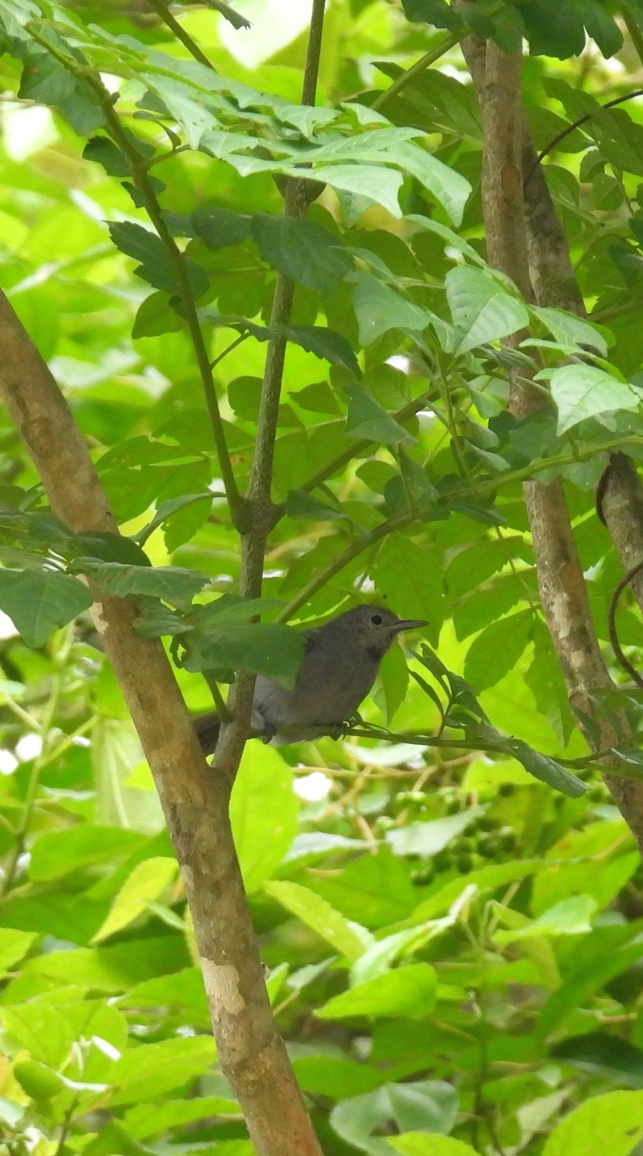 Choquinha-Cinzenta (Myrmotherula unicolor), aves, fotografado em São Sebastião