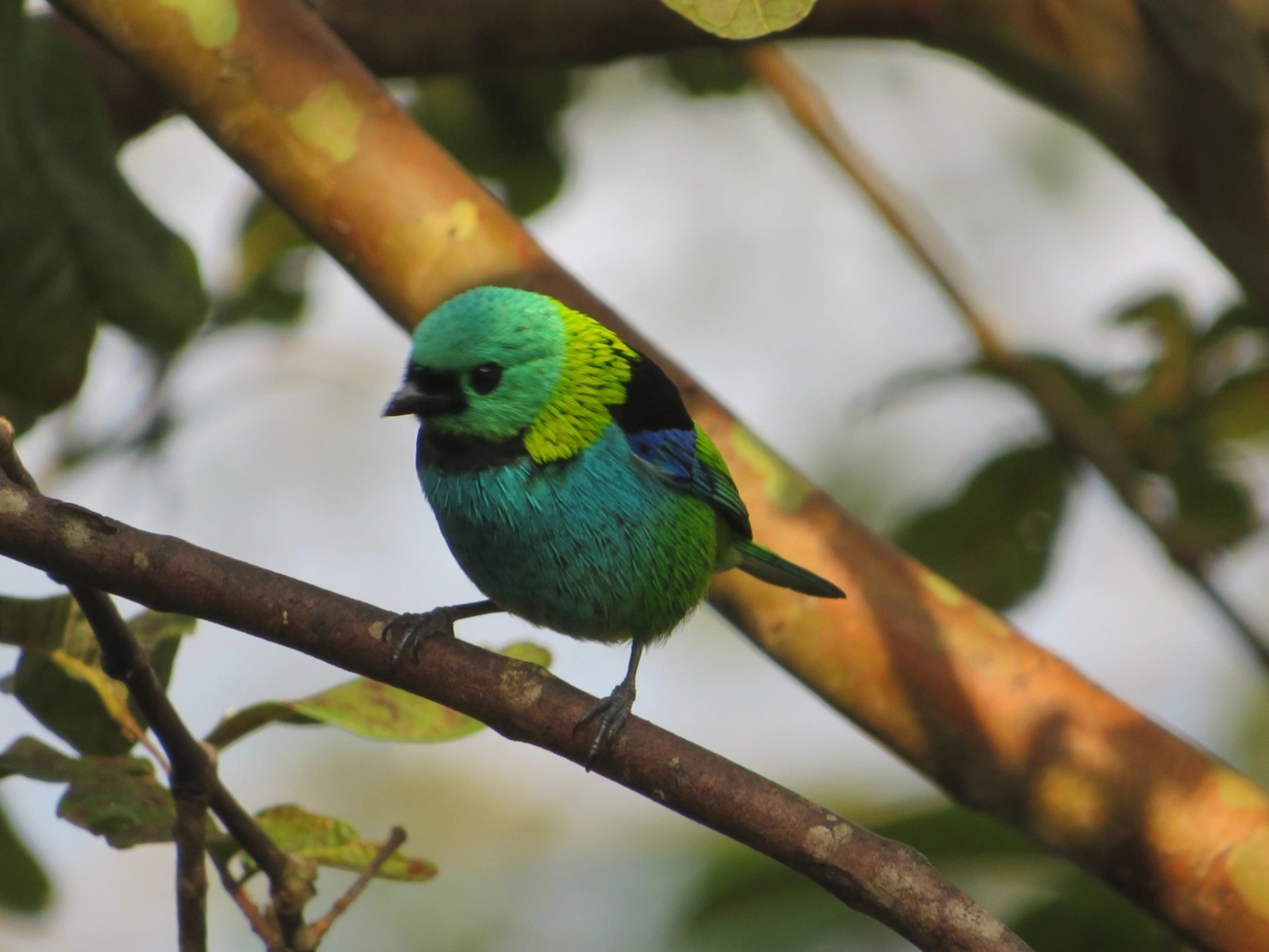 Saíra-sete-cores (Tangara seledon), aves, fotografado em Maresias, São Sebastião