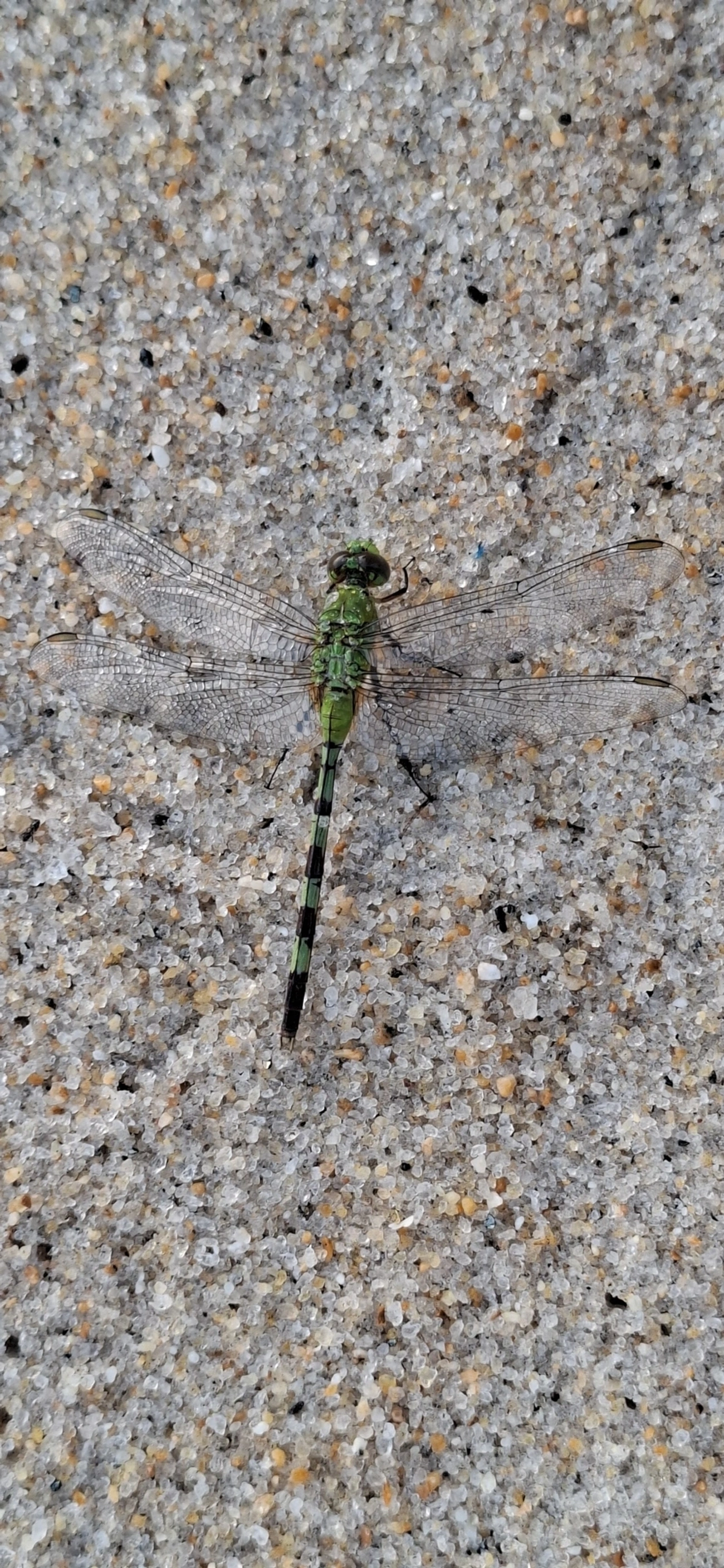 Libélula-verde (Erythemis vesiculosa), insetos, fotografado em São Sebastião