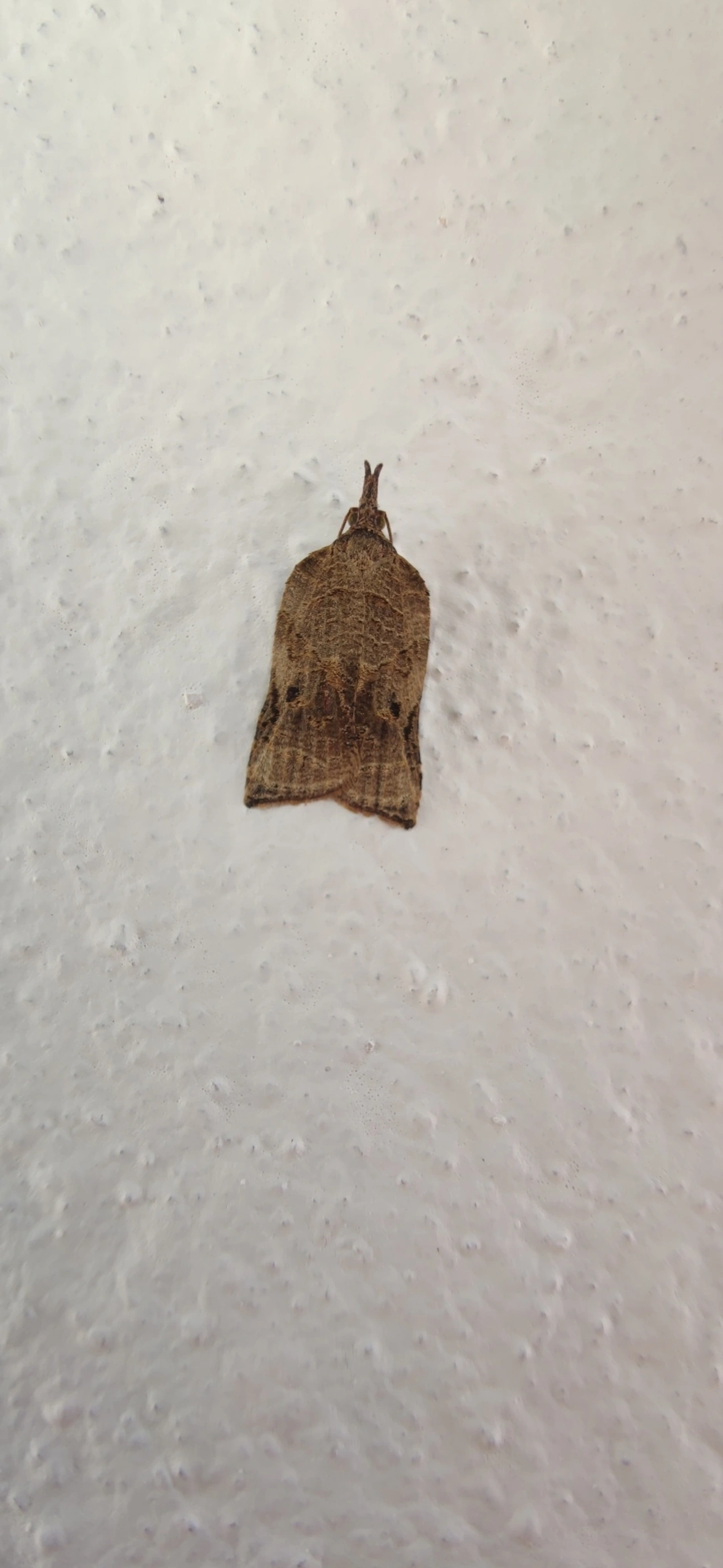 Platynota, insetos, fotografado em Maresias, São Sebastião