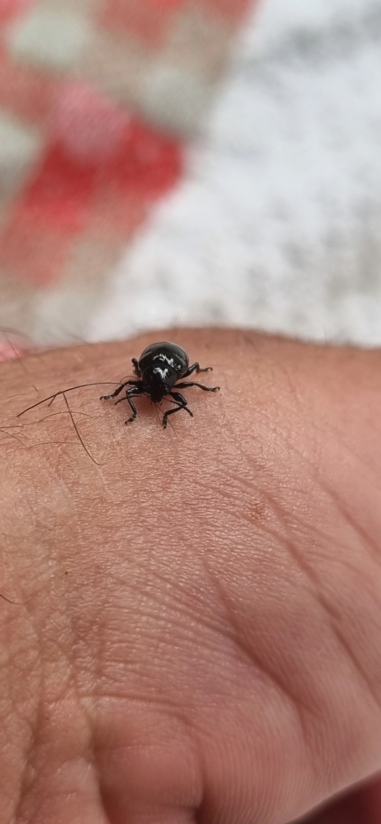 Typophorus, insetos, fotografado em Maresias, São Sebastião