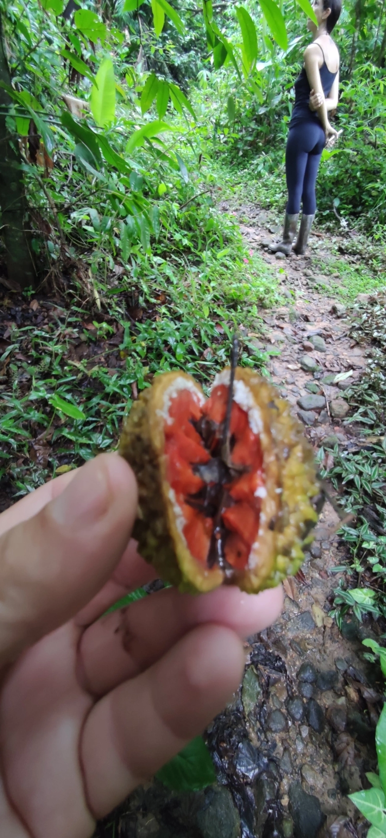 Plantas (Plantae), plantas, fotografado em Maresias, São Sebastião