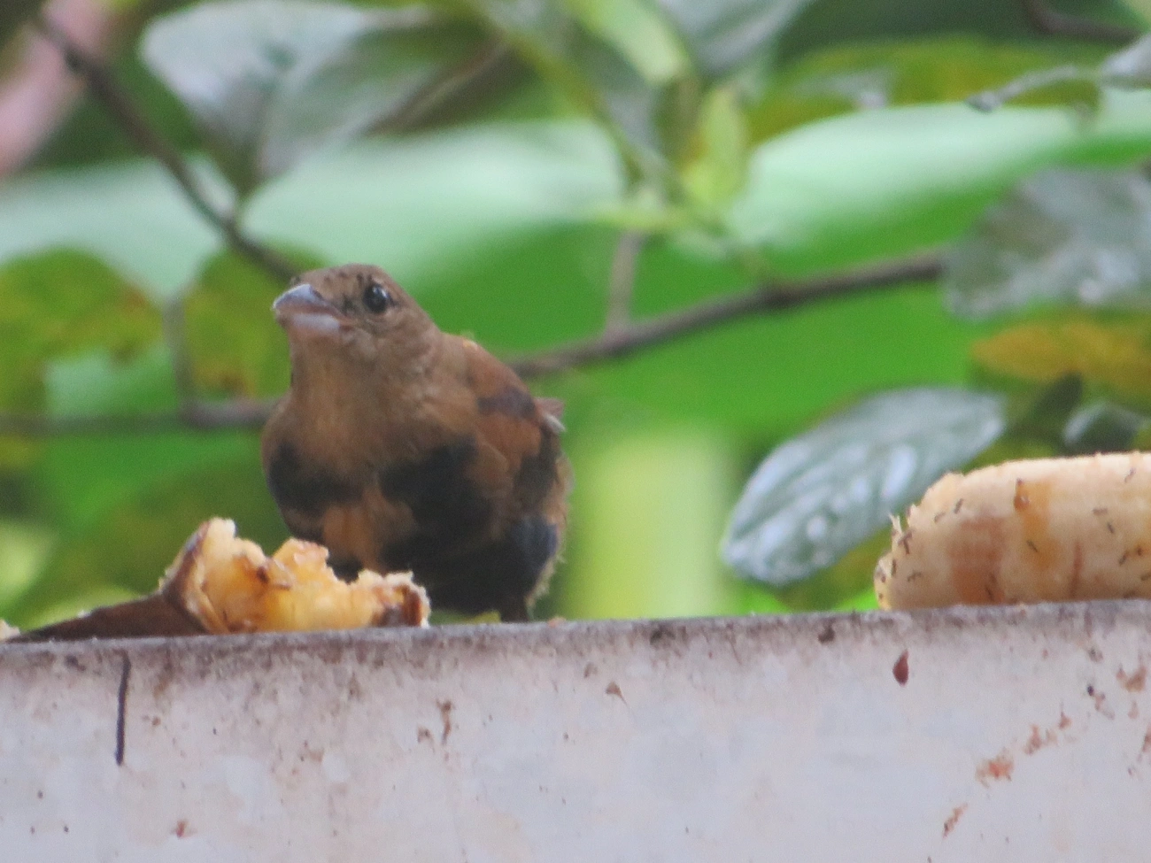 Tiê-preto (Tachyphonus coronatus), aves, fotografado em Maresias, São Sebastião