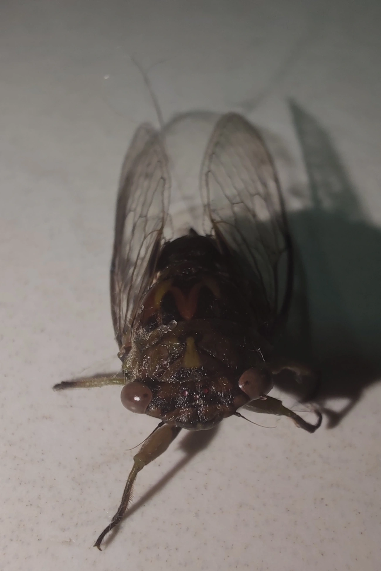Cigarras (Cicadoidea), insetos, fotografado em Maresias, São Sebastião