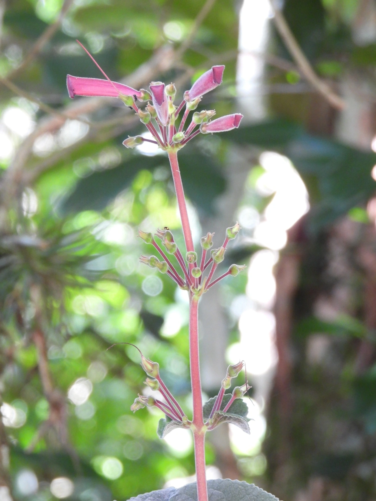 Sinningia iarae, plantas, fotografado em Siriúba, Ilhabela