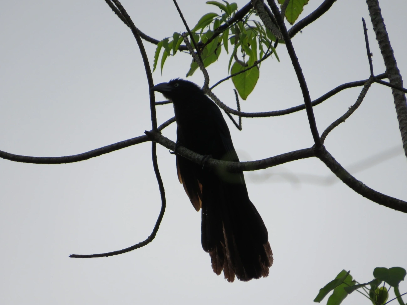 Anu-coroca (Crotophaga major), aves, fotografado em Maresias, São Sebastião