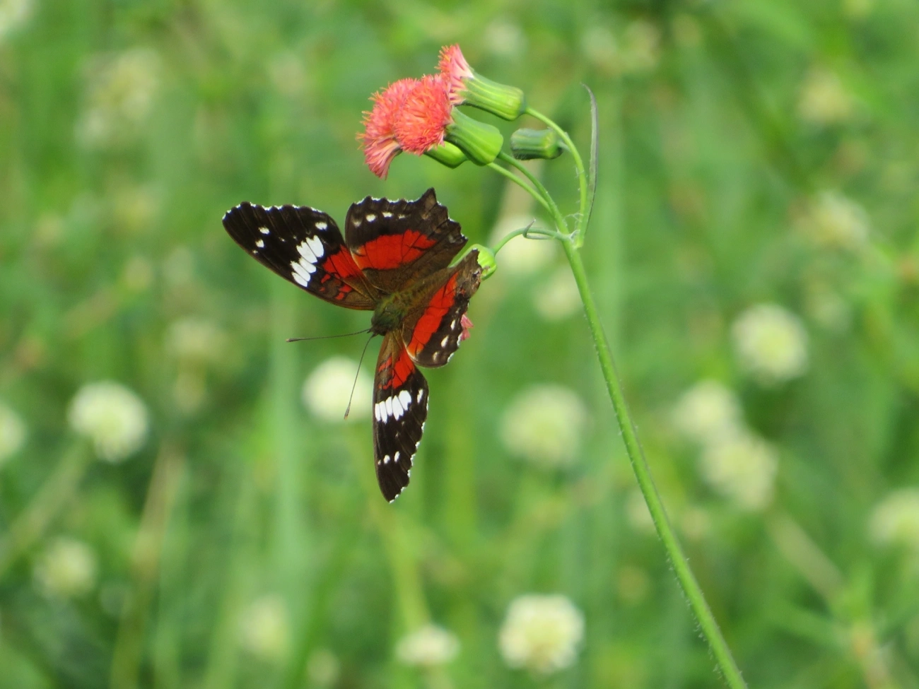 Borboleta-pavão-escarlate (Anartia amathea), insetos, fotografado em Maresias, São Sebastião