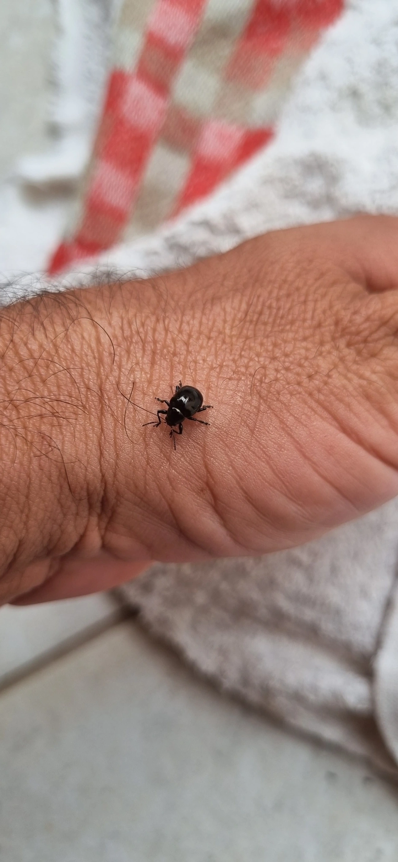 Typophorus, insetos, fotografado em Maresias, São Sebastião