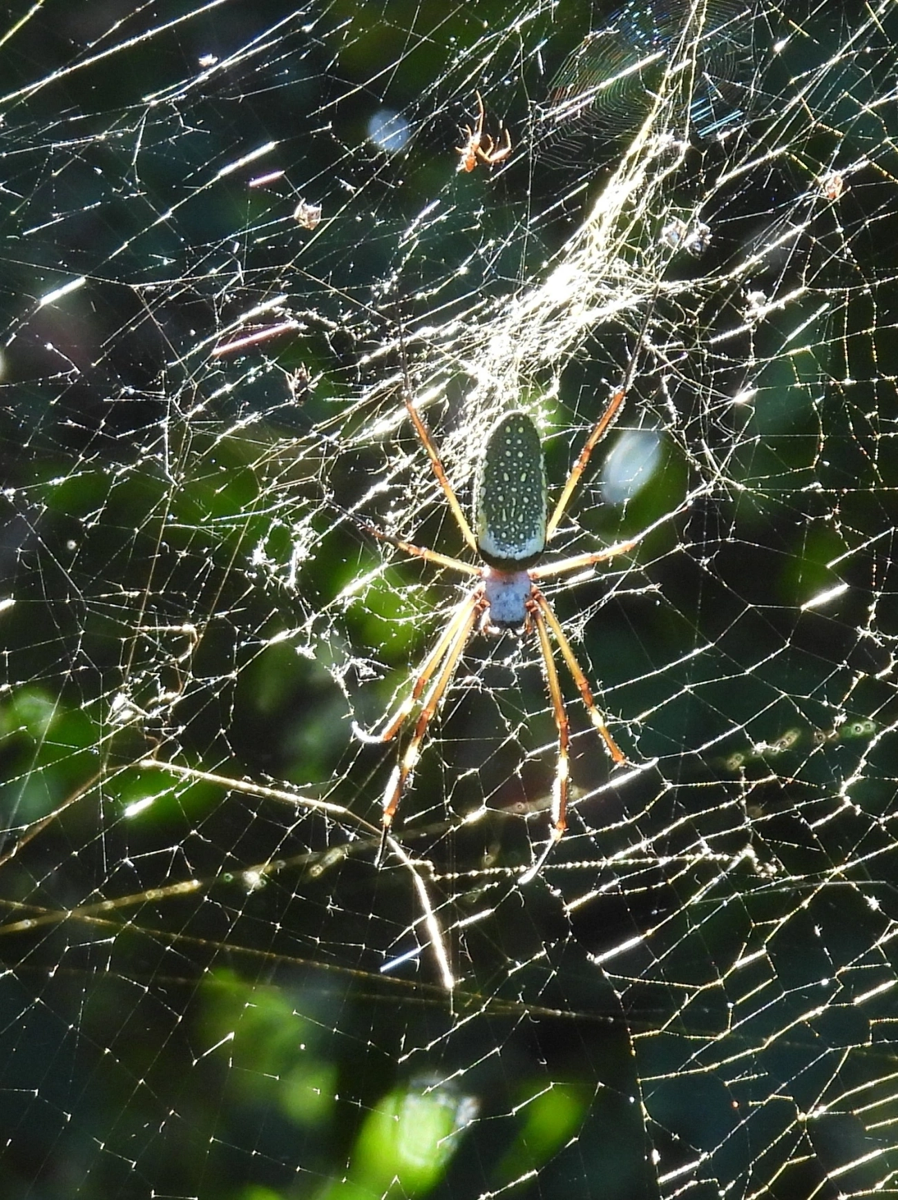 Aranha-de-teia-dourada (Trichonephila clavipes), aracnídeos, fotografado em Maresias, São Sebastião