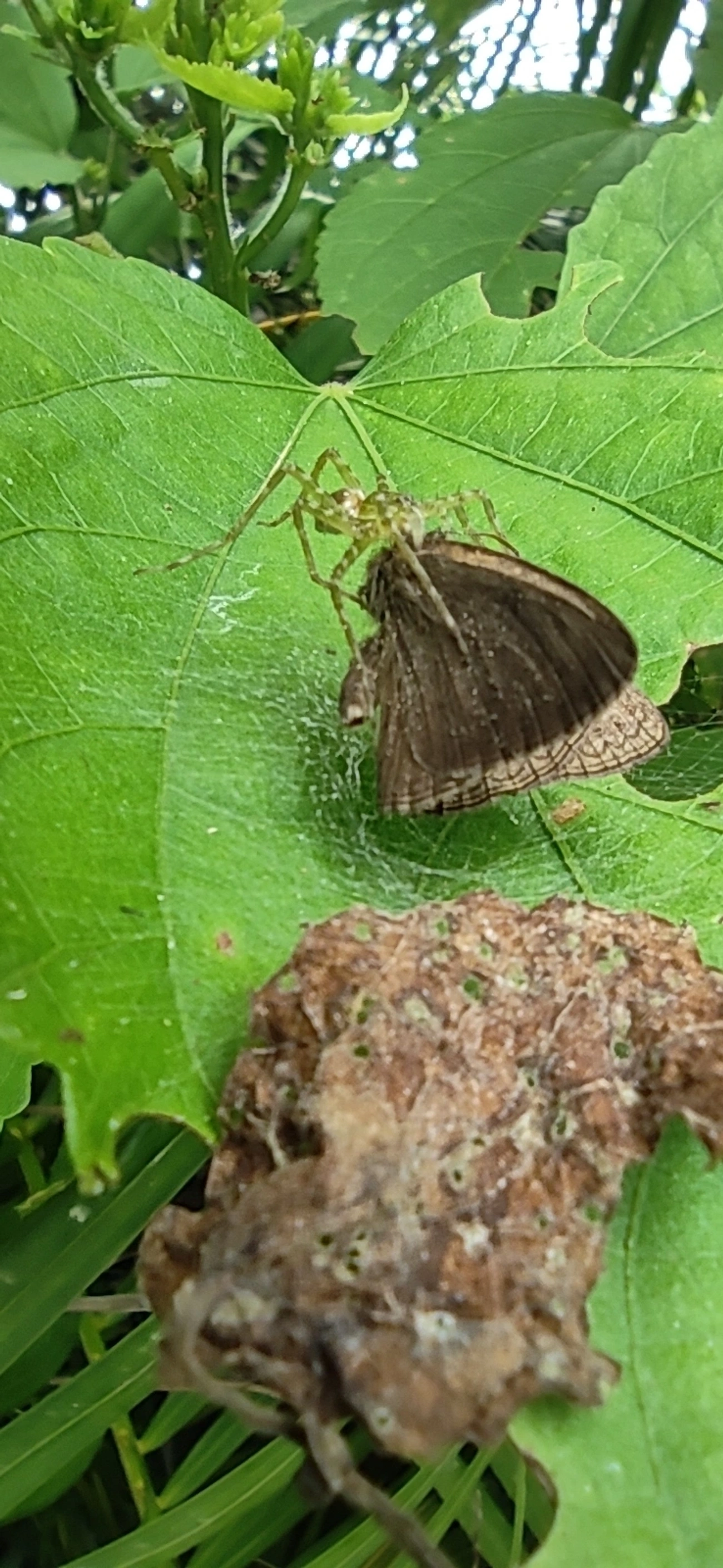 Satirinho-de-Hermes (Hermeuptychia hermes), insetos, fotografado em Maresias, São Sebastião