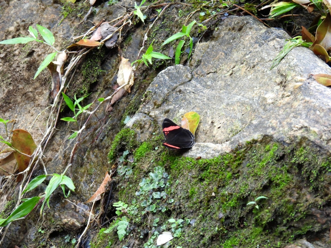 Irmã-de-faixa-rosa (Adelpha lycorias), insetos, fotografado em Maresias, São Sebastião