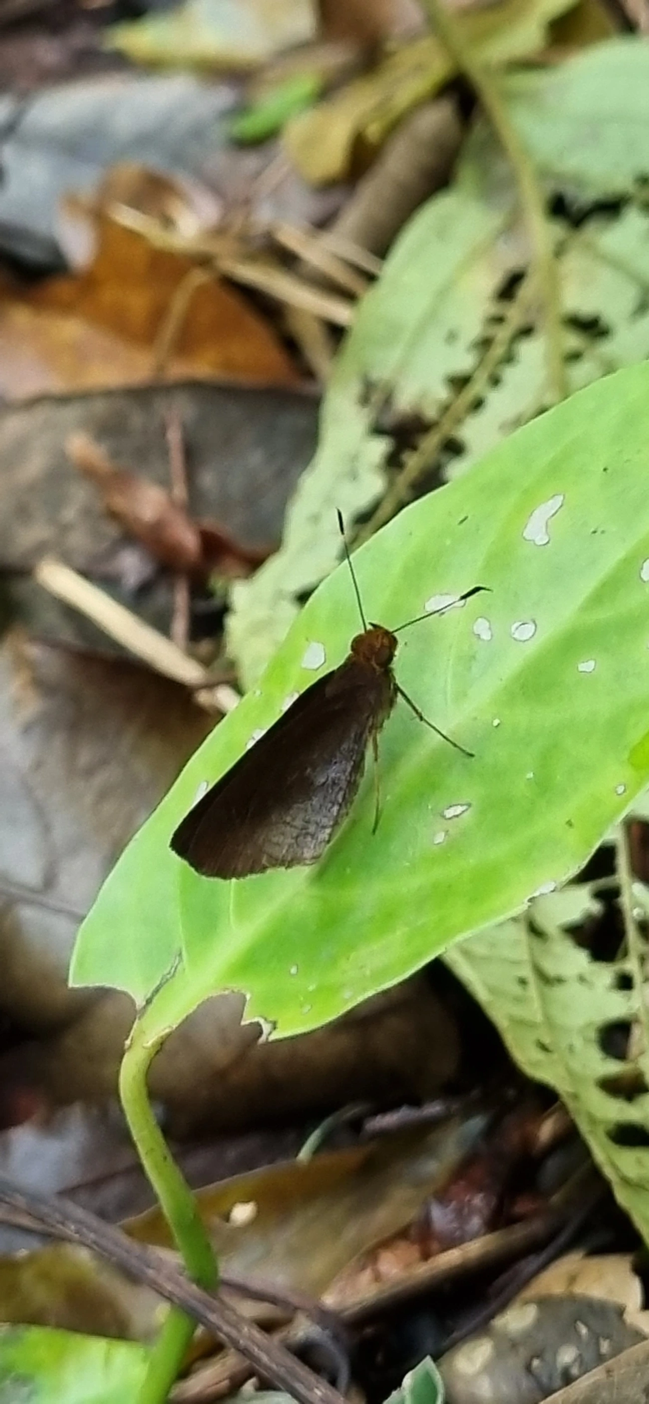 Hesperiinae, insetos, fotografado em Paúba, São Sebastião