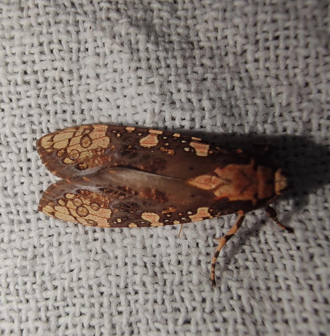 Mariposa-tigre (Cresera annulata), insetos, fotografado em Maresias, São Sebastião