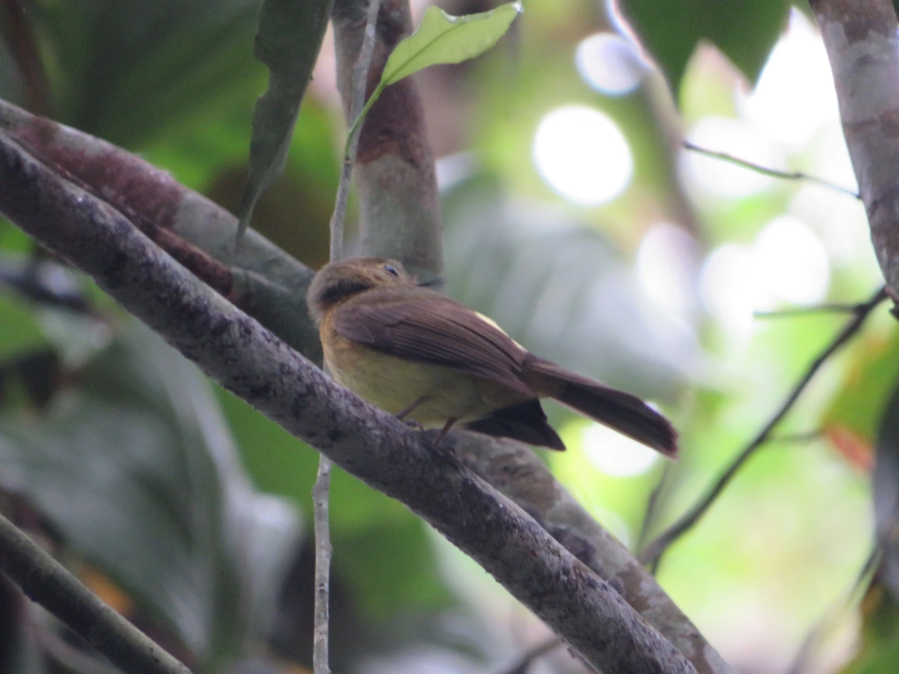 Assanhadinho (Myiobius barbatus), aves, fotografado em Maresias, São Sebastião