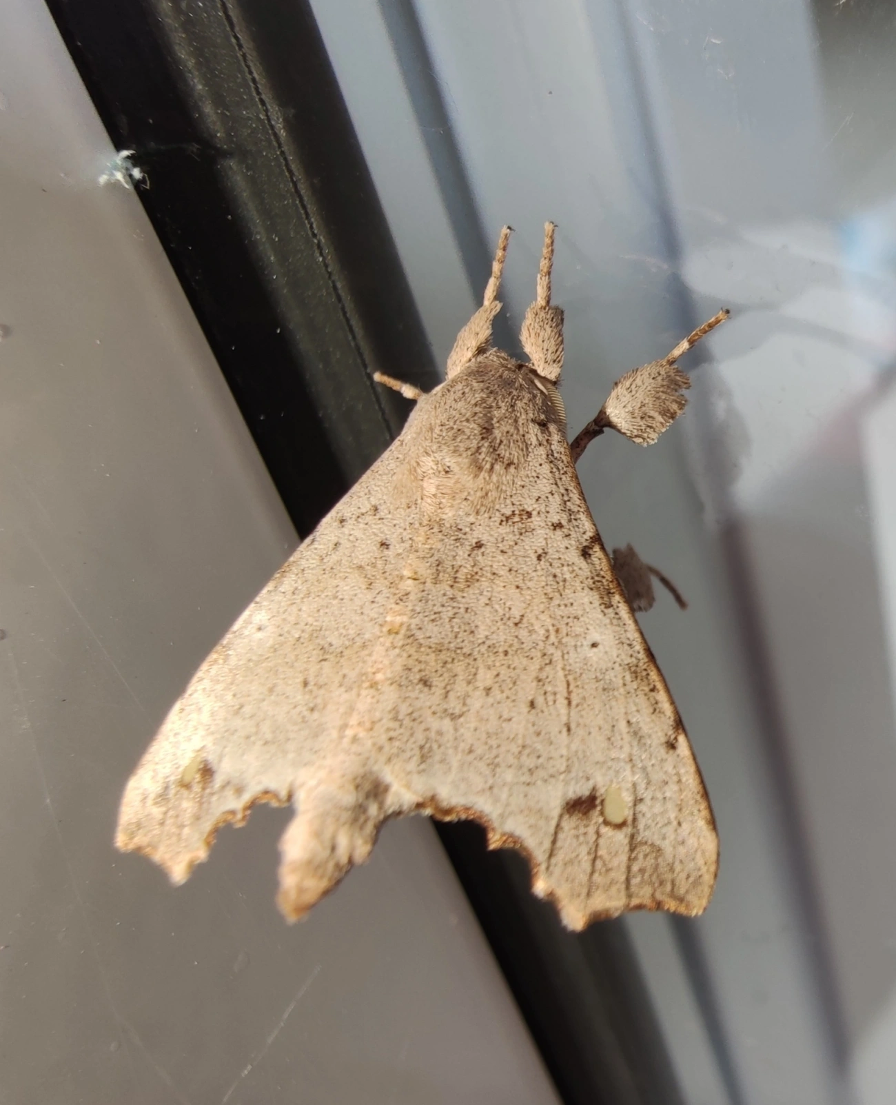 Olceclostera, insetos, fotografado em Maresias, São Sebastião