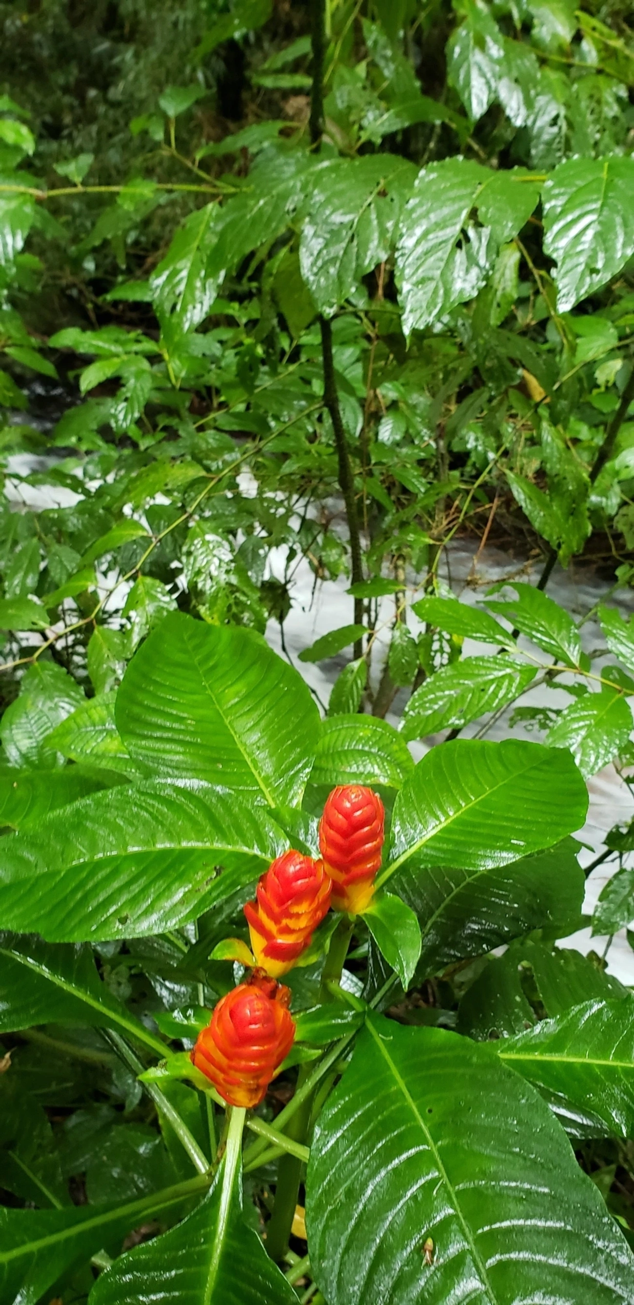 Aphelandra, plantas, fotografado em São Francisco Xavier