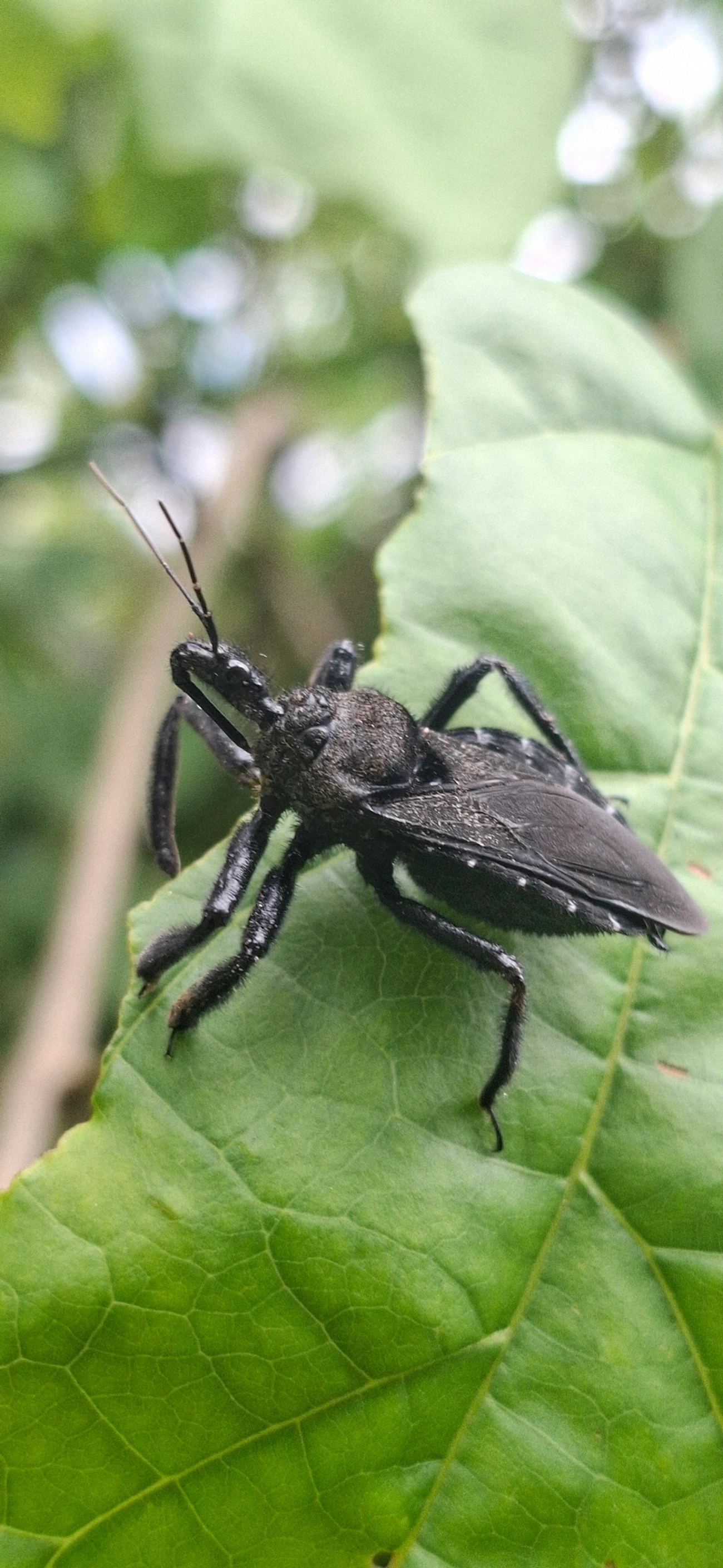 Apiomerus, insetos, fotografado em Maresias, São Sebastião