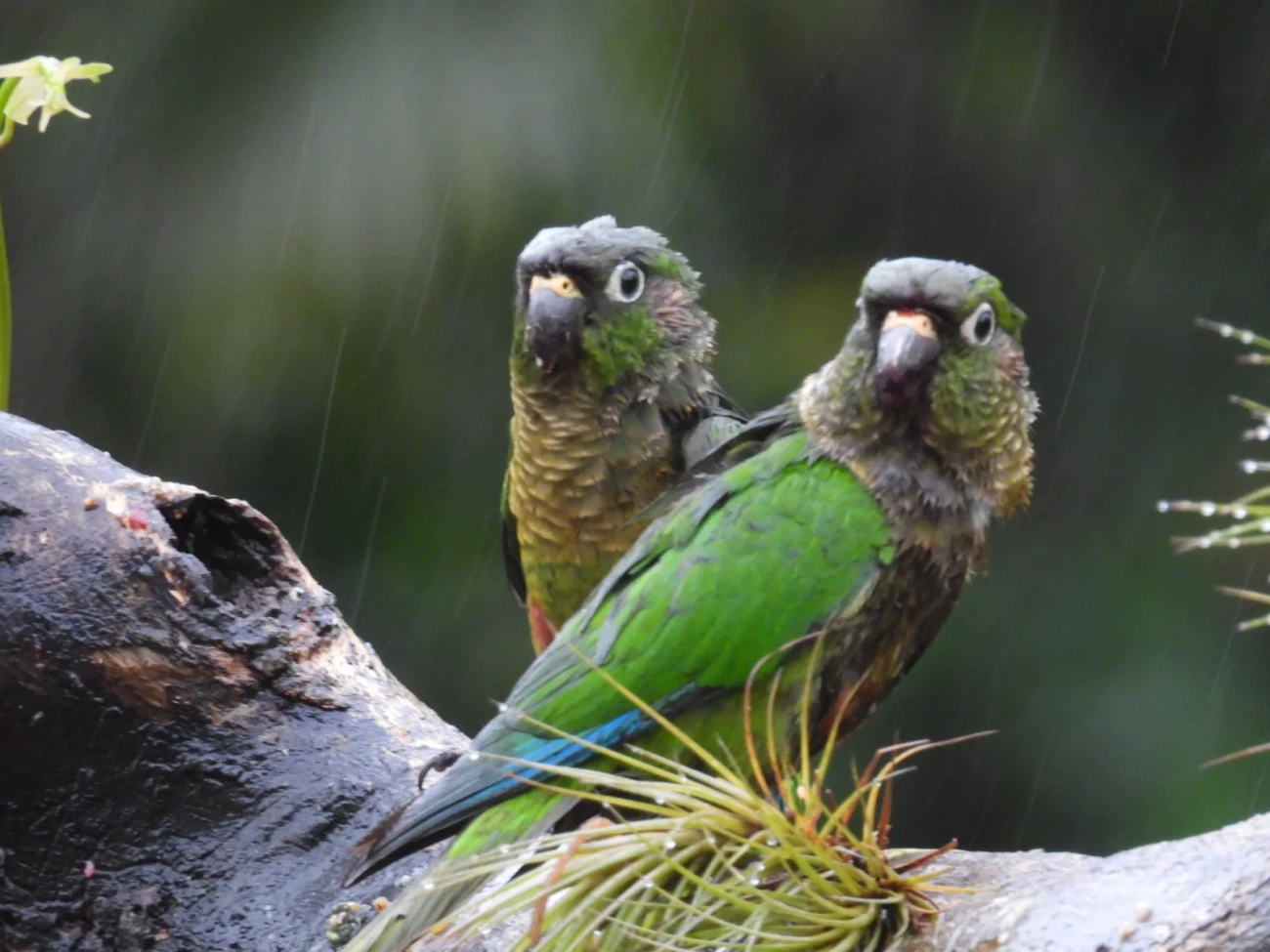 Tiriba-de-testa-vermelha (Pyrrhura frontalis), aves, fotografado em Maresias, São Sebastião