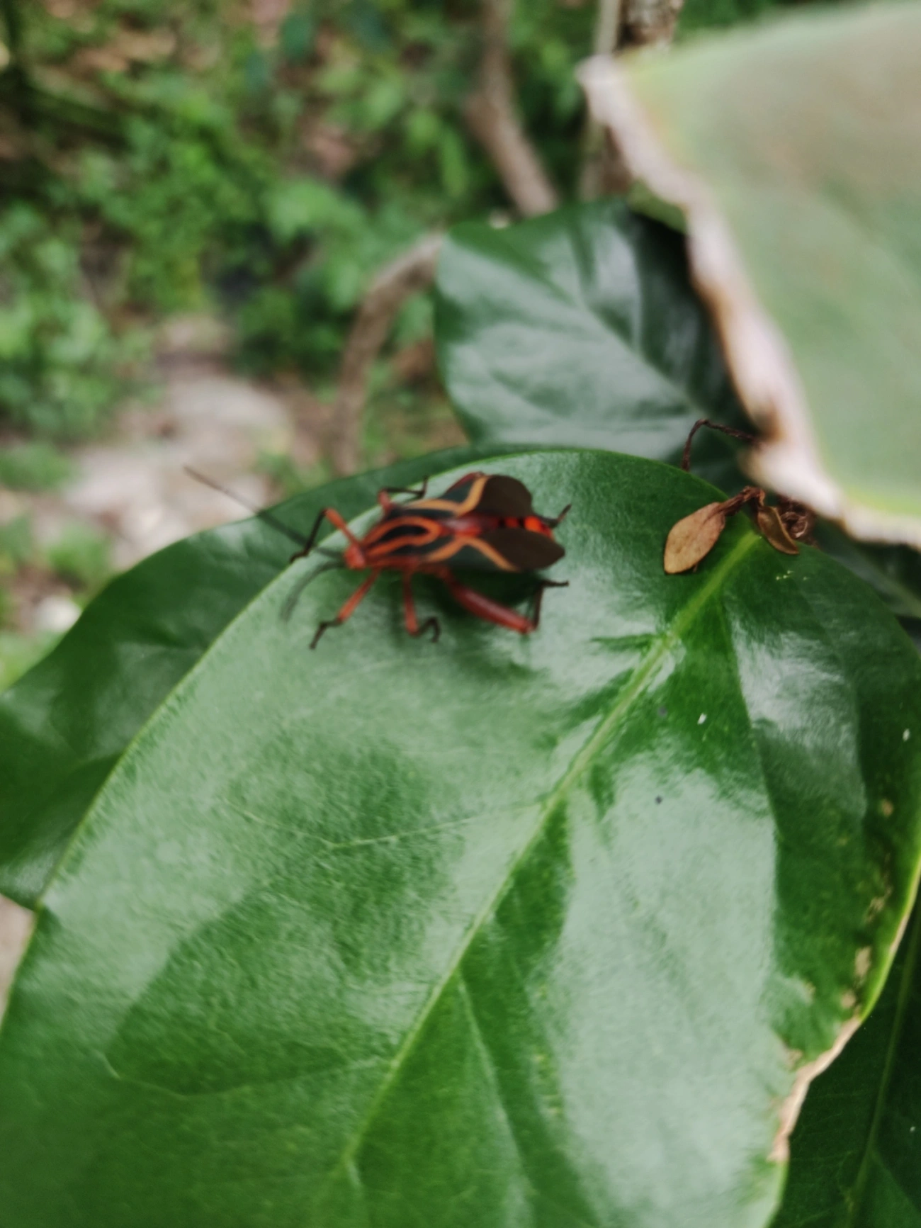 Machtima, insetos, fotografado em São Sebastião