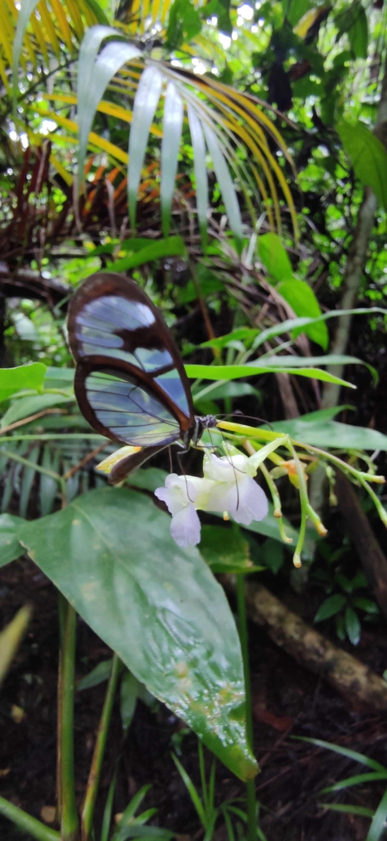 Borboleta-vidro (Oleria aquata), insetos, fotografado em Maresias, São Sebastião