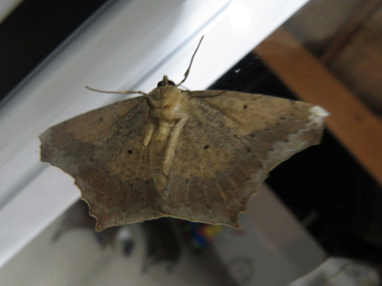 Paragonia cruraria, insetos, fotografado em Maresias, São Sebastião