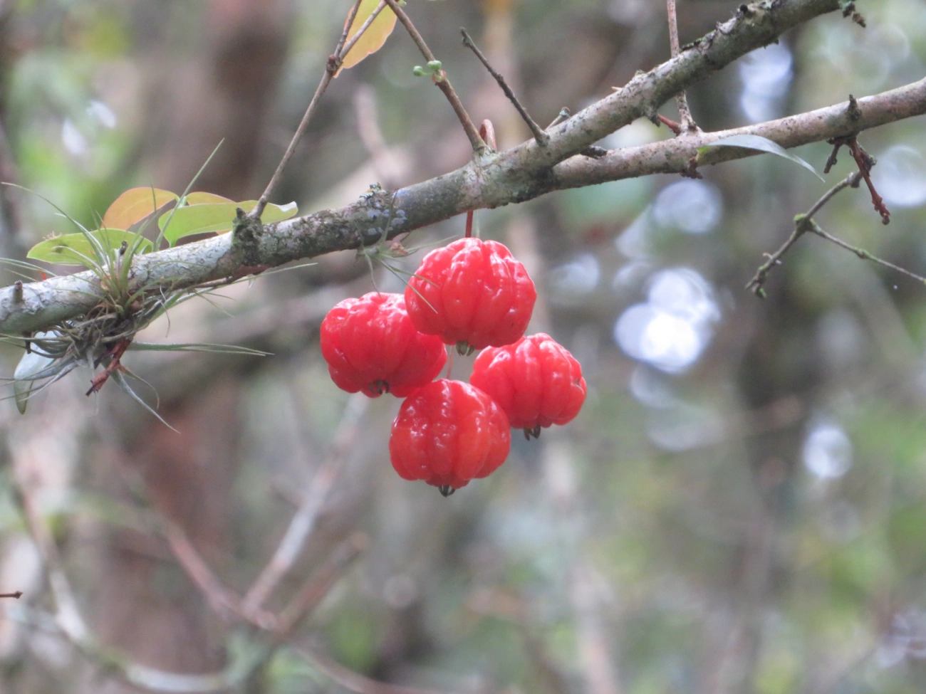 Pitanga (Eugenia uniflora), plantas, fotografado em Maresias, São Sebastião